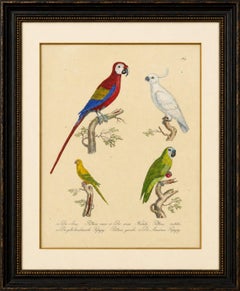 Macaw, Cockatoo & Amazon Parrots, Brodtmann Hand-Colored Lithograph, 1816