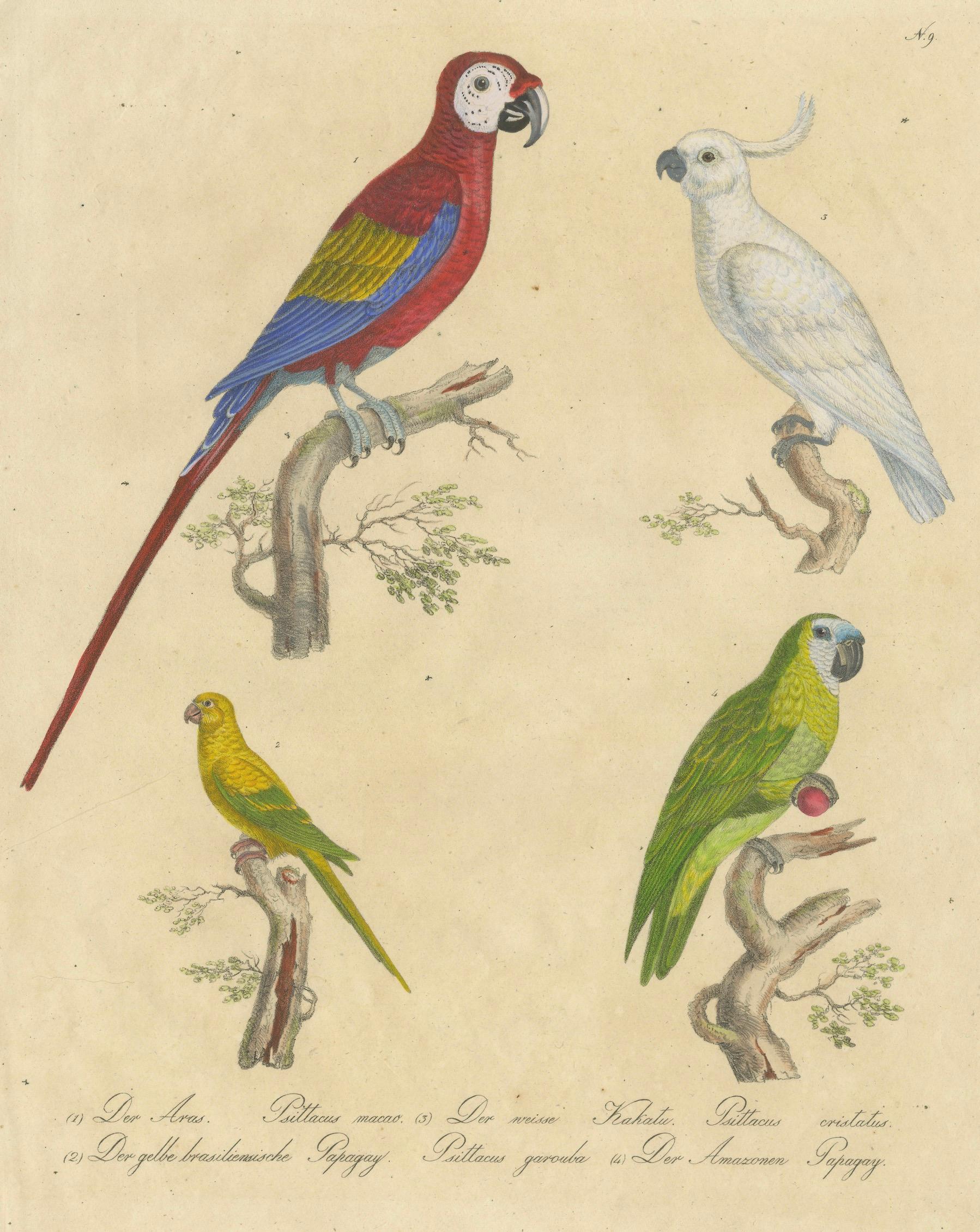 Macaw, Cockatoo & Amazon Parrots, Brodtmann Hand-Colored Lithograph, 1816