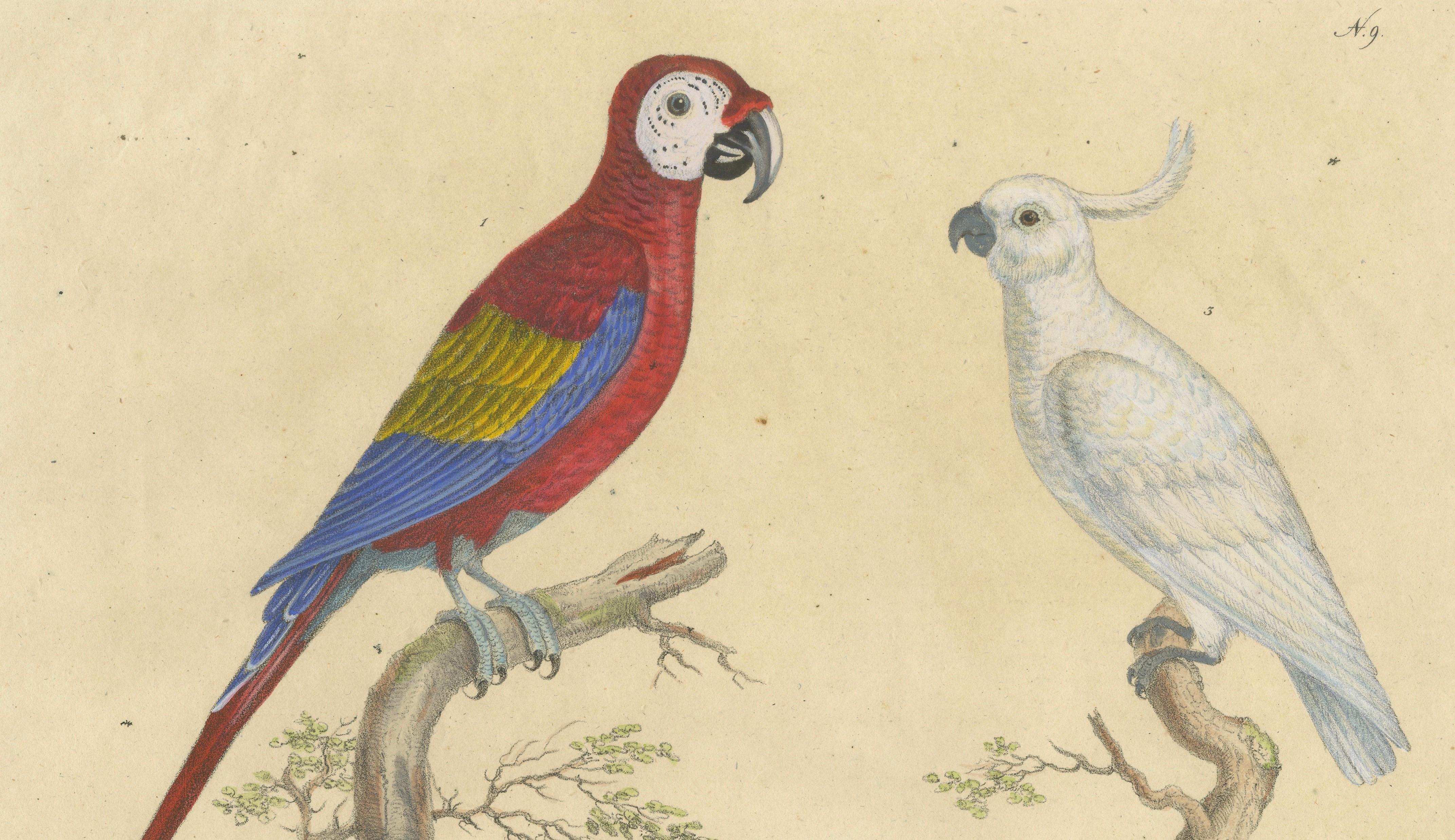 Macaw, Cockatoo & Amazon Parrots, Brodtmann Hand-Colored Lithograph, 1816
