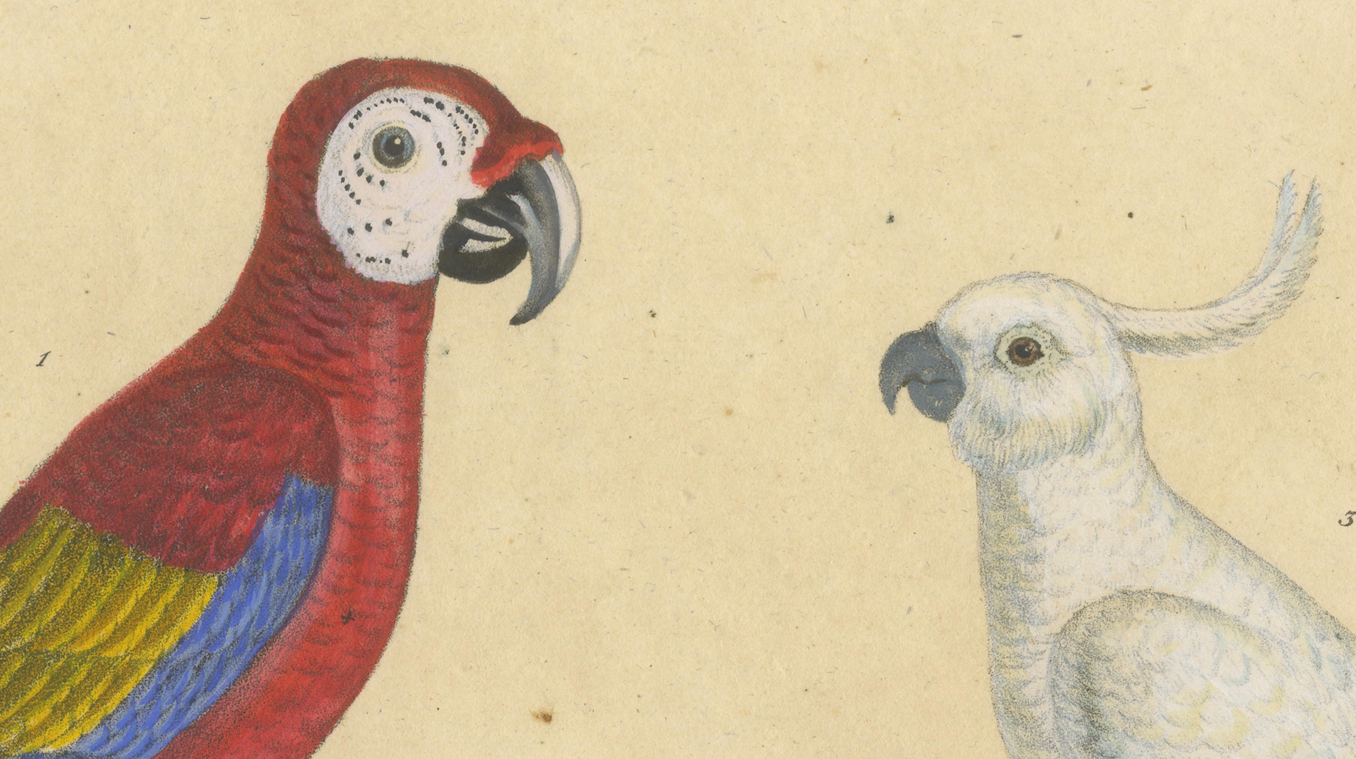 Macaw, Cockatoo & Amazon Parrots, Brodtmann Hand-Colored Lithograph, 1816