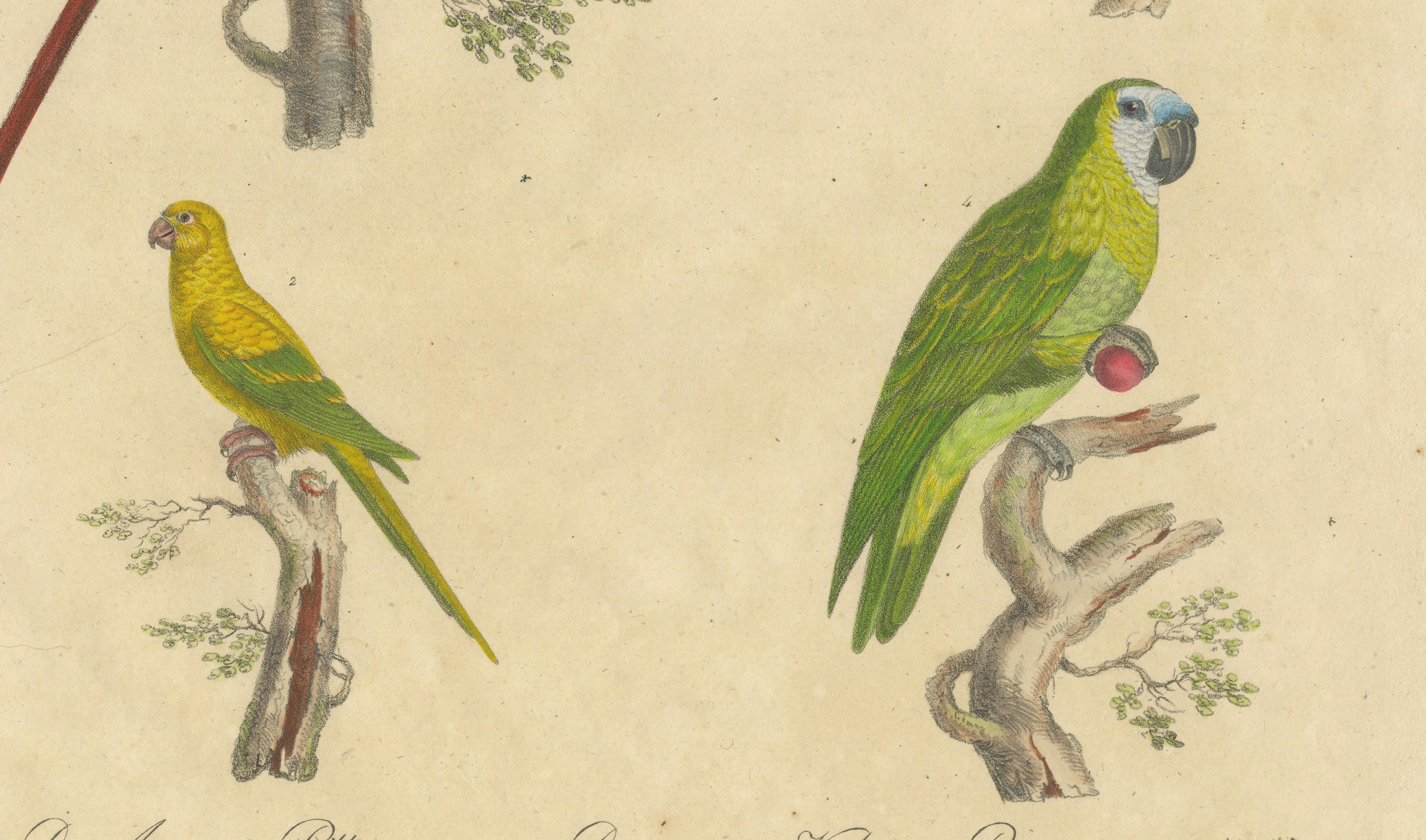 Macaw, Cockatoo & Amazon Parrots, Brodtmann Hand-Colored Lithograph, 1816