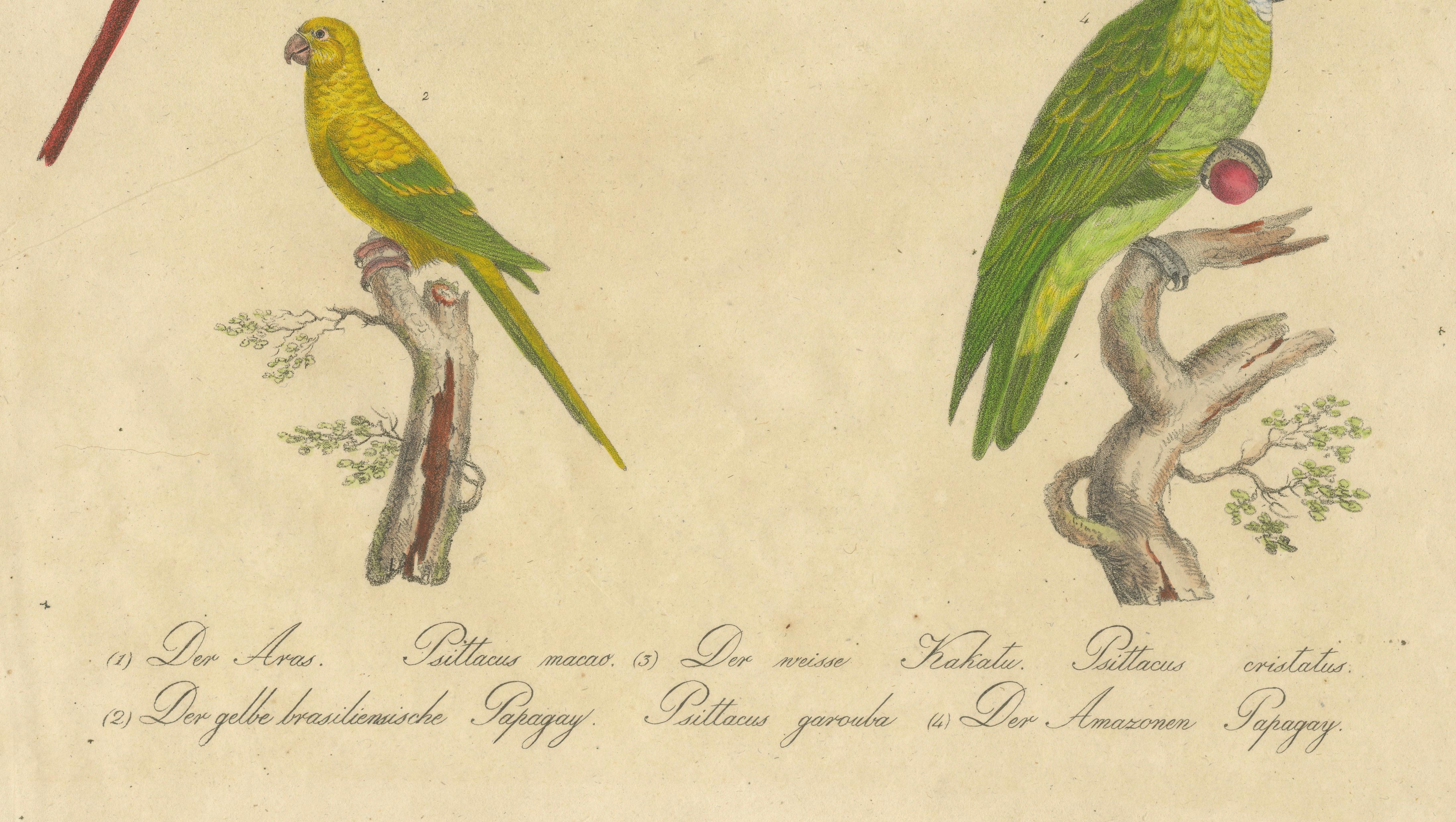 Macaw, Cockatoo & Amazon Parrots, Brodtmann Hand-Colored Lithograph, 1816