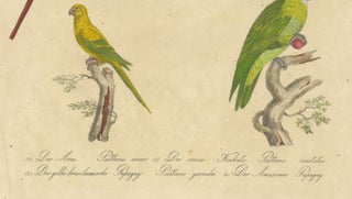 Macaw, Cockatoo & Amazon Parrots, Brodtmann Hand-Colored Lithograph, 1816, view 7