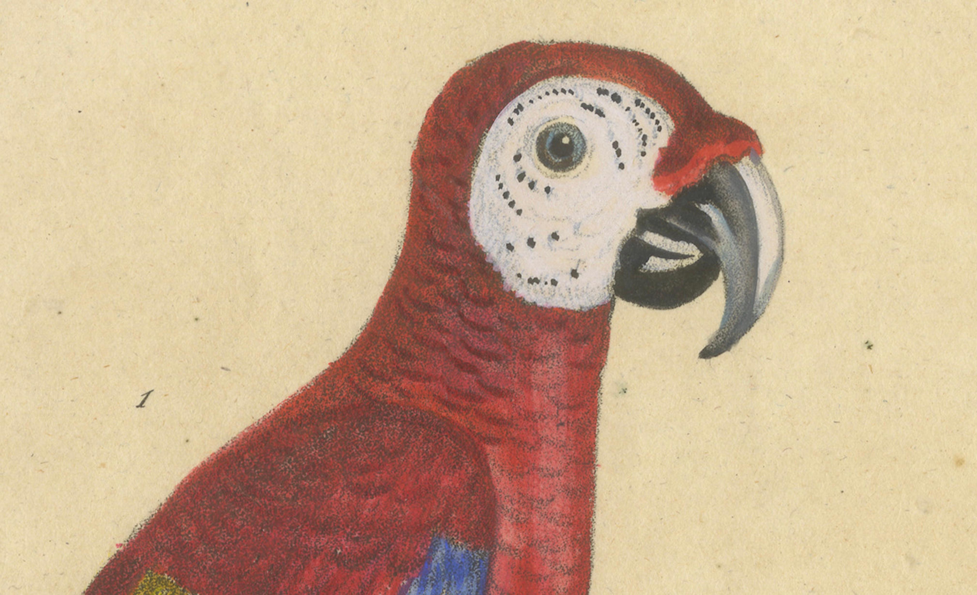 Macaw, Cockatoo & Amazon Parrots, Brodtmann Hand-Colored Lithograph, 1816