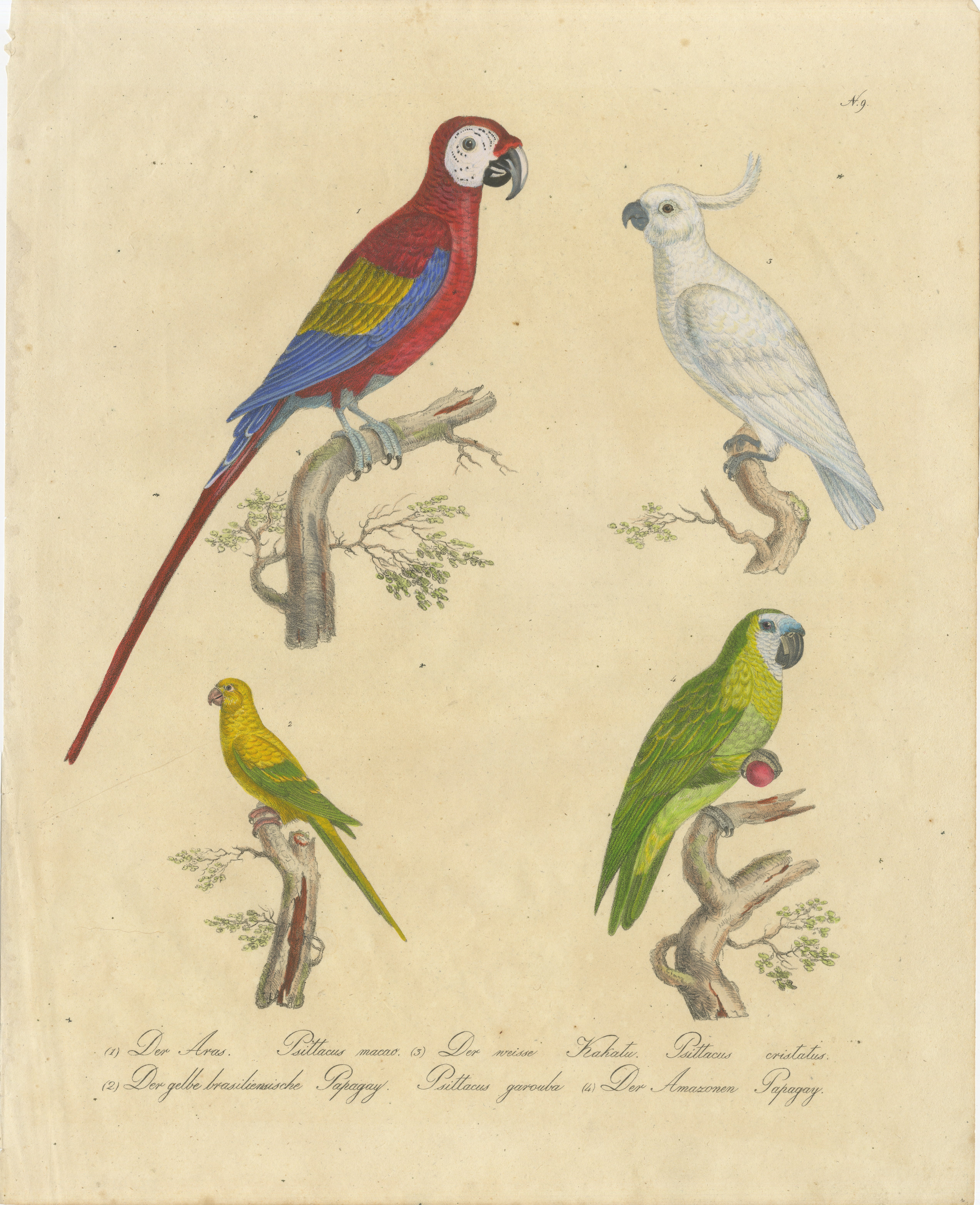 Macaw, Cockatoo & Amazon Parrots, Brodtmann Hand-Colored Lithograph, 1816