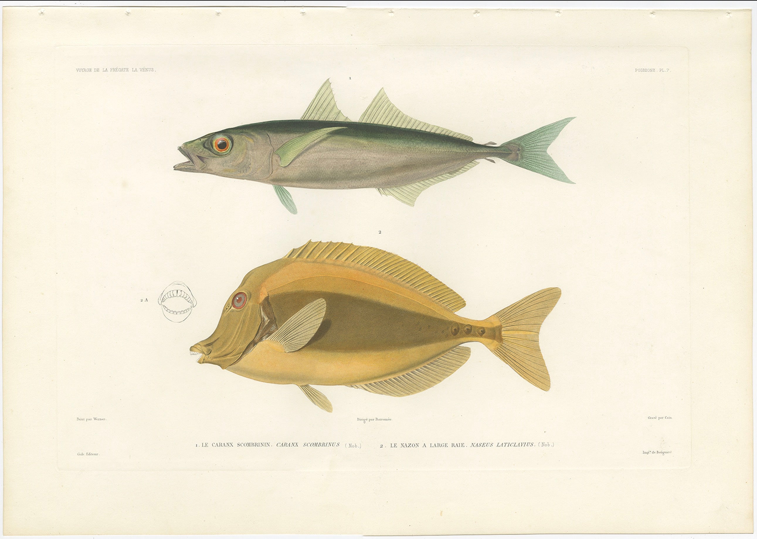 Antique Print of Mackerel Jack and Orange Spine Unicornfish – Paris 1846

This elegant hand-colored lithograph features two distinct tropical marine species: Caranx scombrinus (commonly known as the Mackerel Jack) and Naso lituratus (here listed as