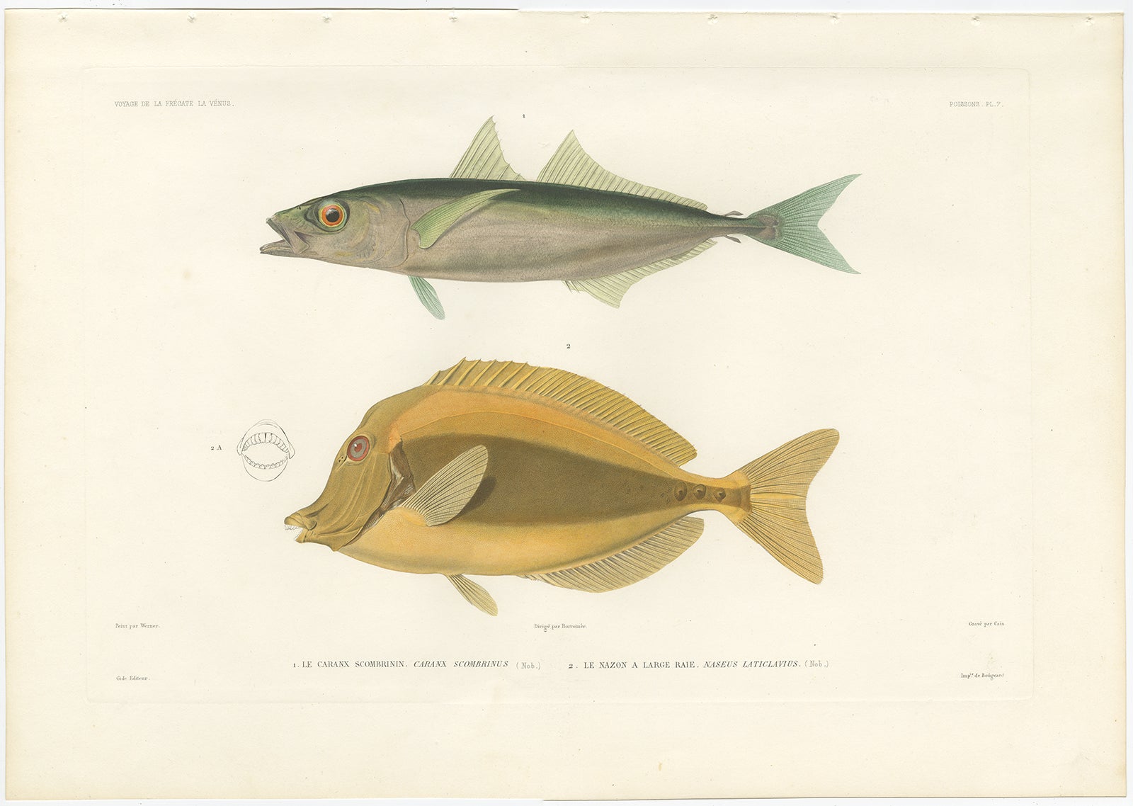 French Mackerel Jack and Surgeonfish – Decorative Antique Sea Life Lithograph, 1846 For Sale