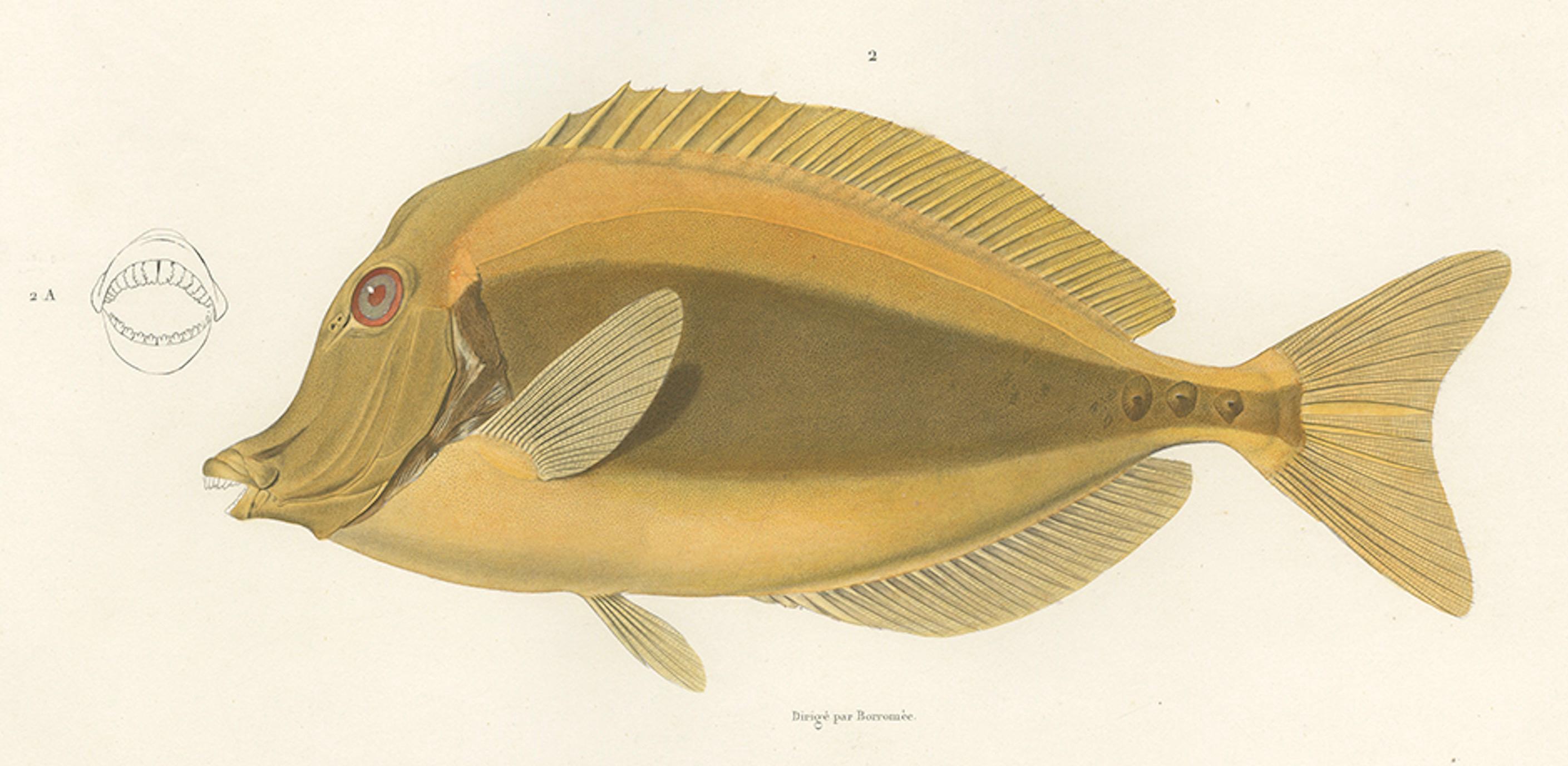 Mackerel Jack and Surgeonfish – Decorative Antique Sea Life Lithograph, 1846 In Good Condition For Sale In Langweer, NL