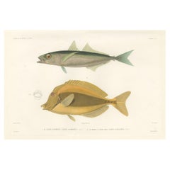 Mackerel Jack and Surgeonfish – Decorative Antique Sea Life Lithograph, 1846