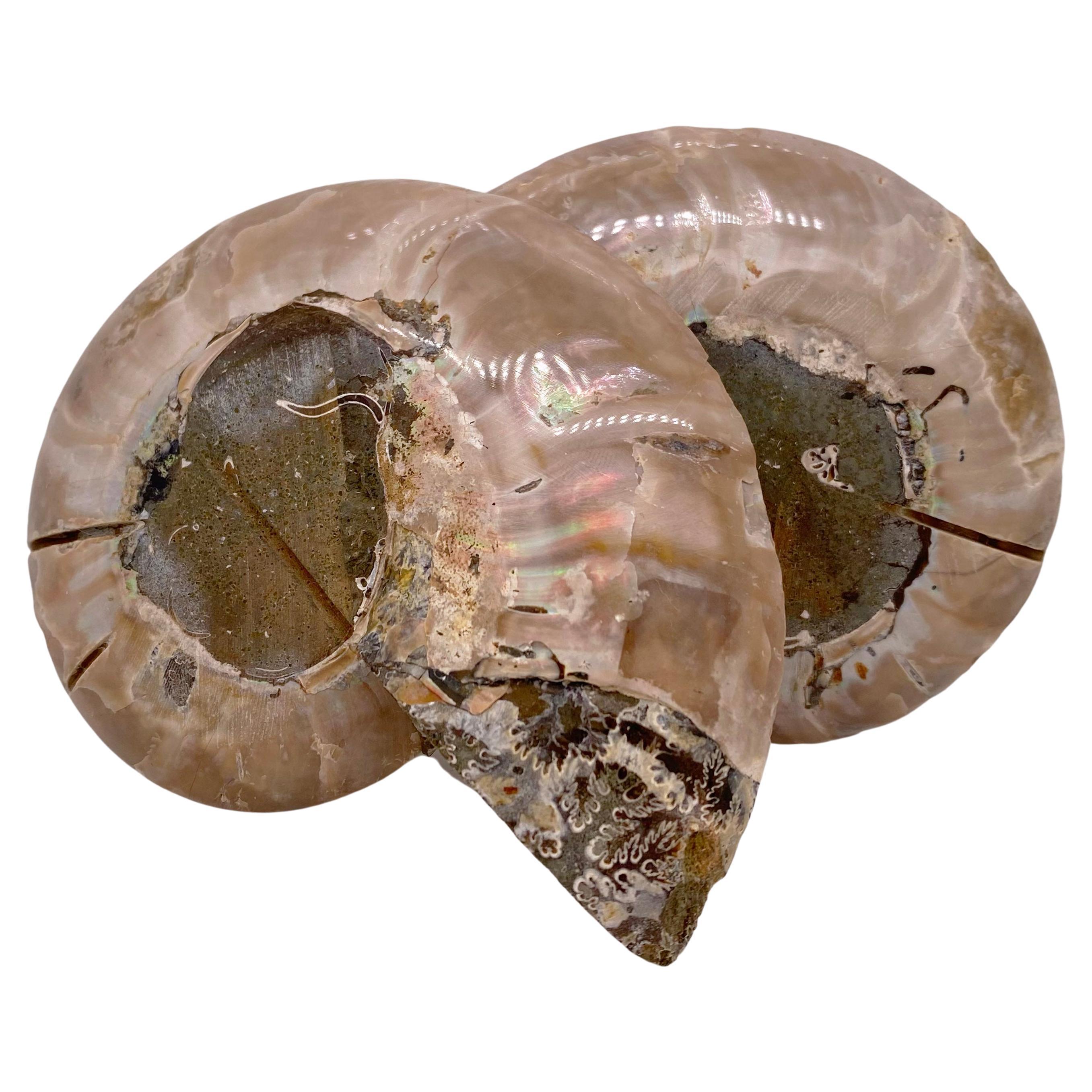The history of an Ammonite dates back 400 million years ago during the Jurassic period when this marine animal once roamed the oceans. Since their extinction, Ammonite has been searched for as buyers are fond of their natural beauty and district
