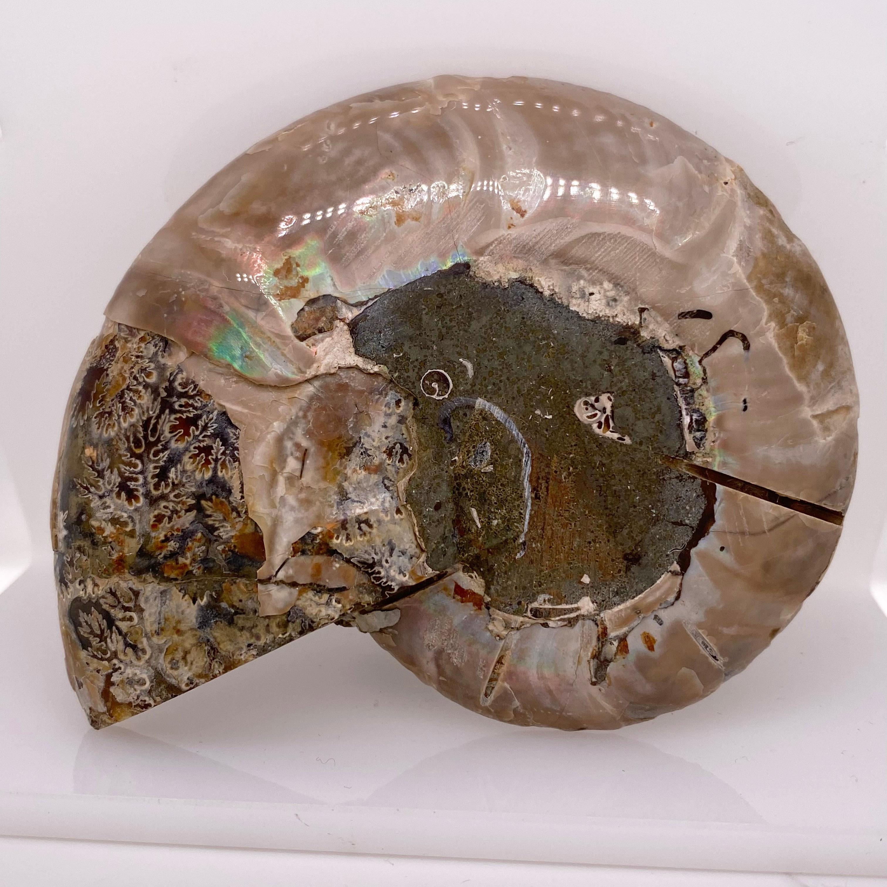 pre-ammonite