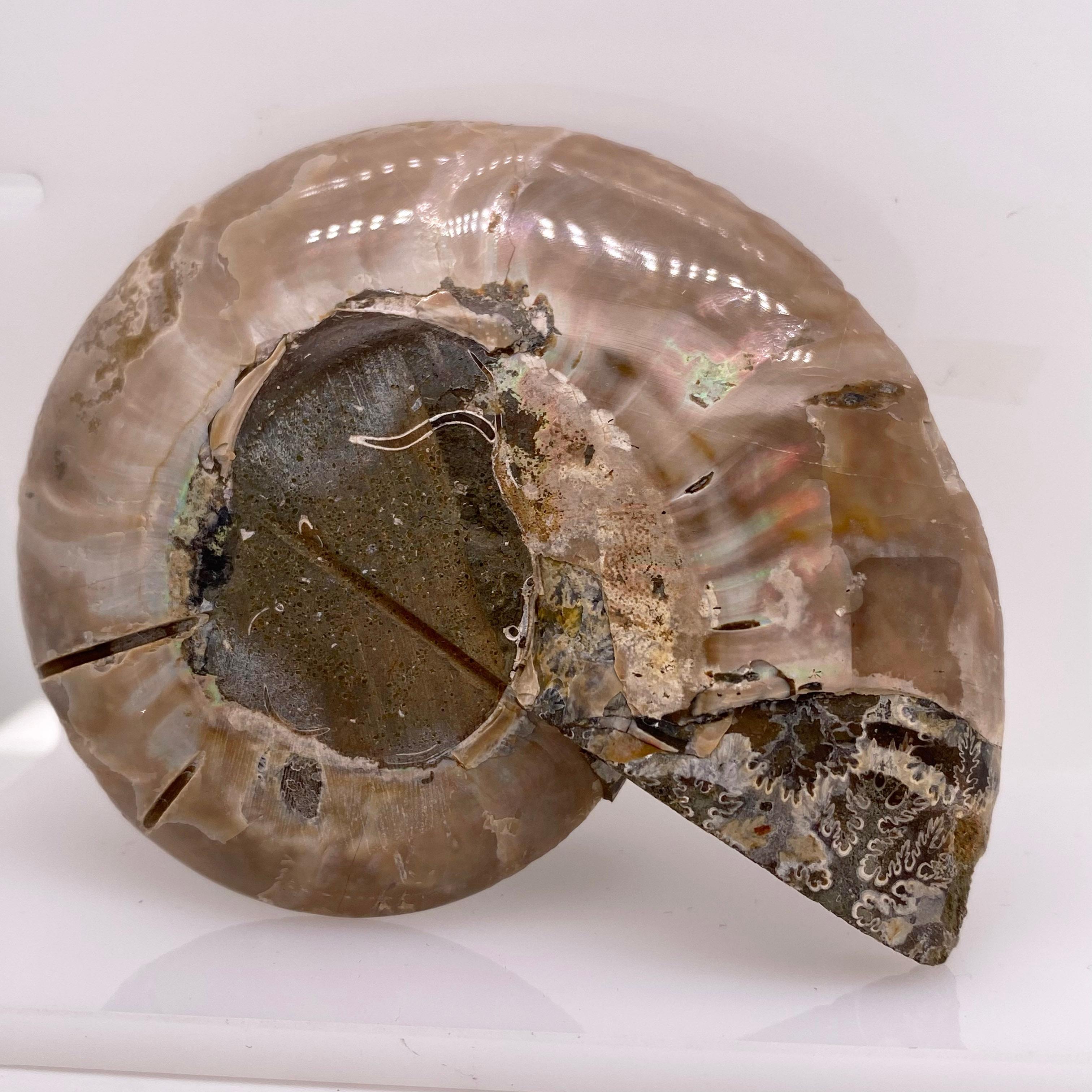 ammonite color