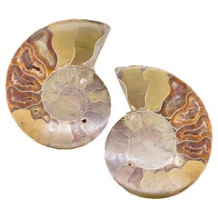 Madagascar Ammonite Pair Pre-Historic 170 Grams, Great Detail in Honey Color