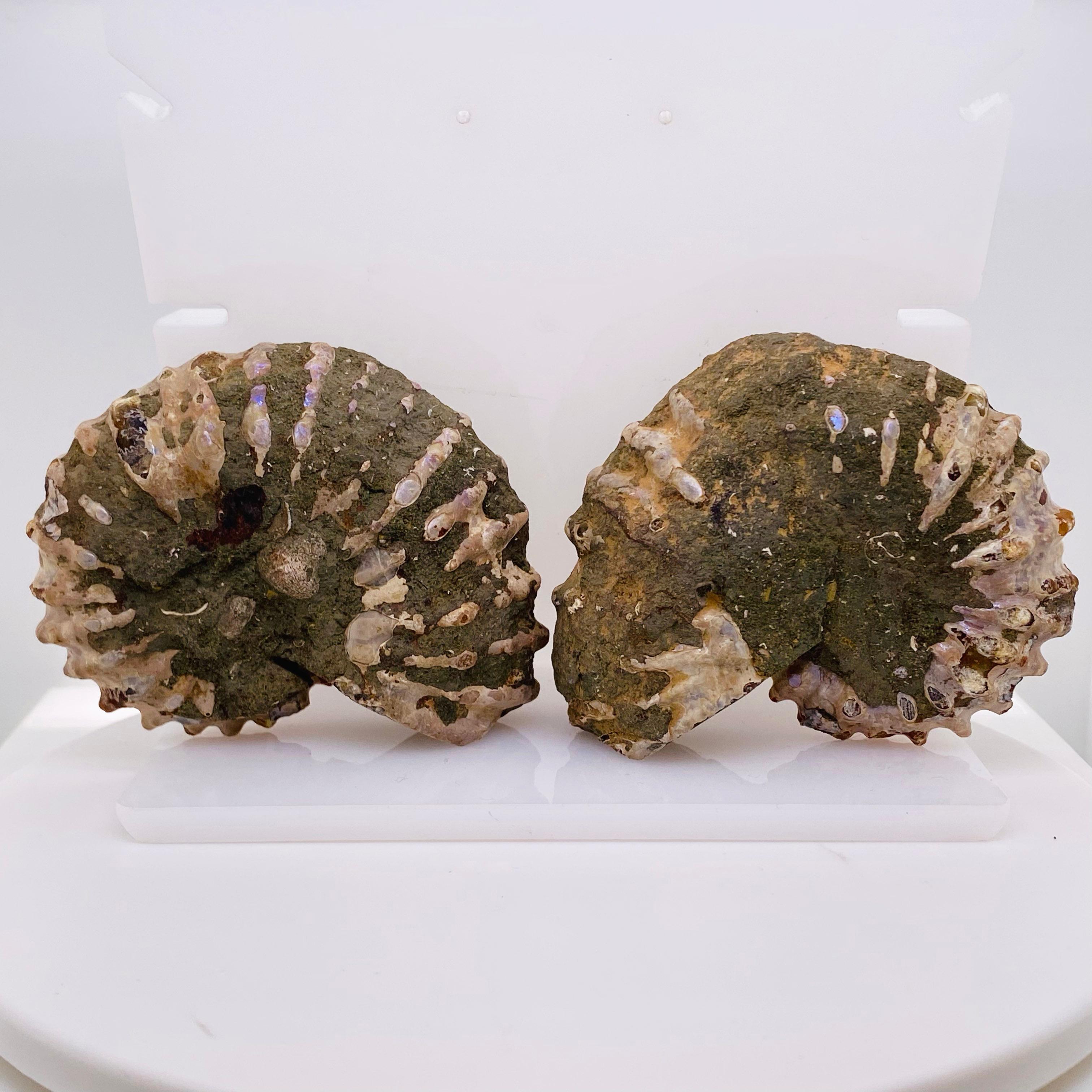The history of an Ammonite dates back 400 million years ago during the Jurassic period when this marine animal once roamed the oceans. Since their extinction, Ammonite has been searched for as buyers are fond of their natural beauty and district