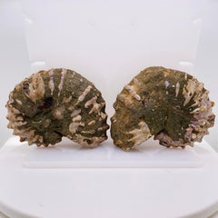 Madagascar Ammonite Pair Pre-Historic Era