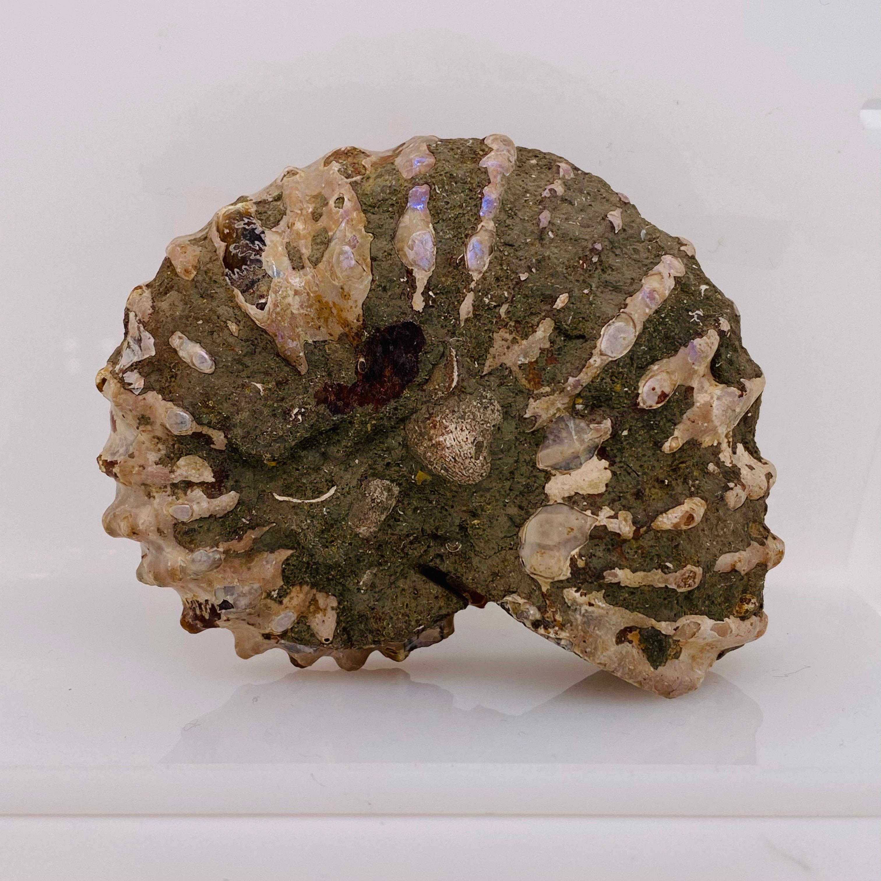 pre-ammonite