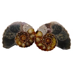 Madagascar Ammonite Pair Pre-Historic Era