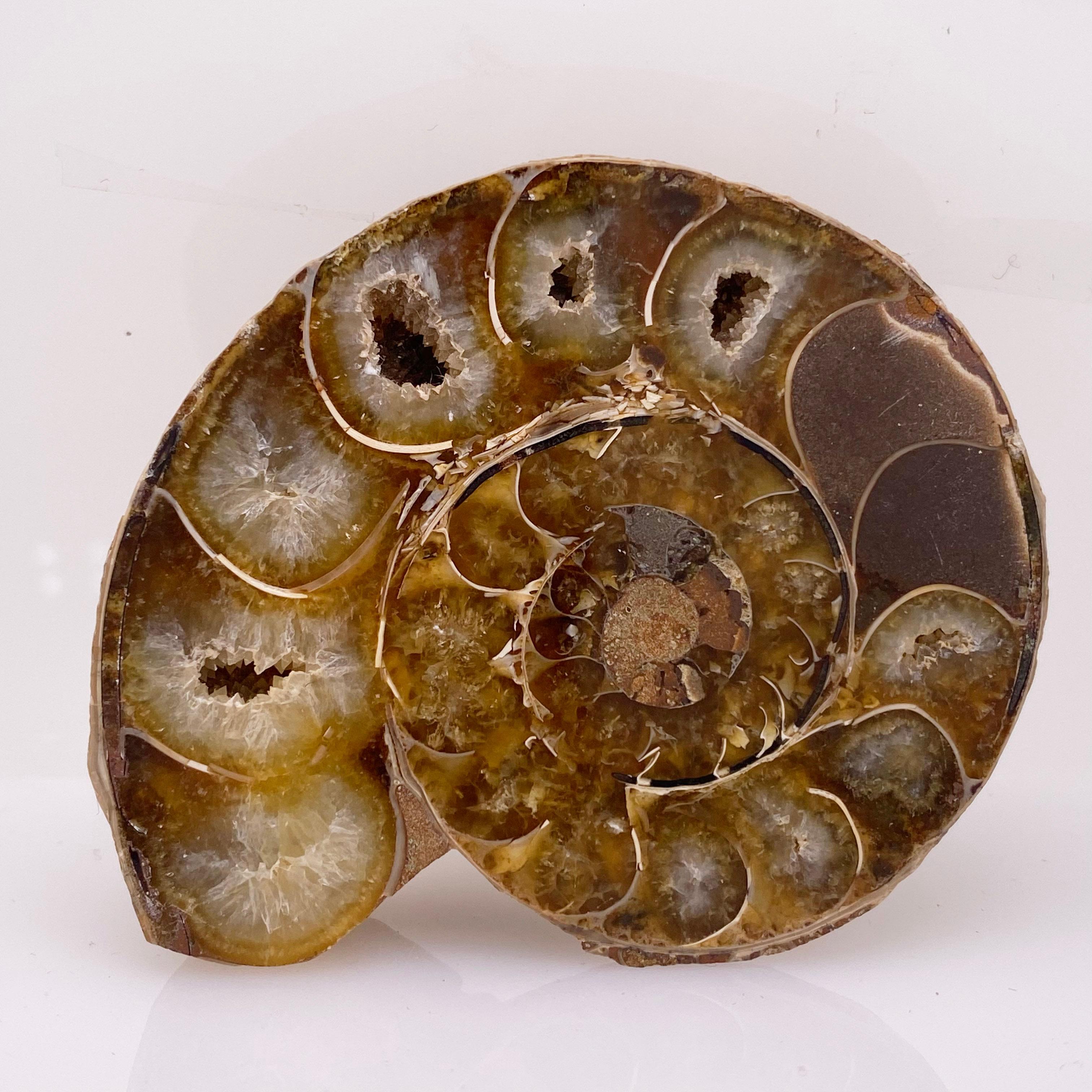 madagascar ammonites