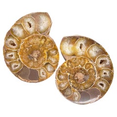 Madagascar Ammonite Pair, Pre-Historic over 400 Million Years Ago, 170.3 Grams