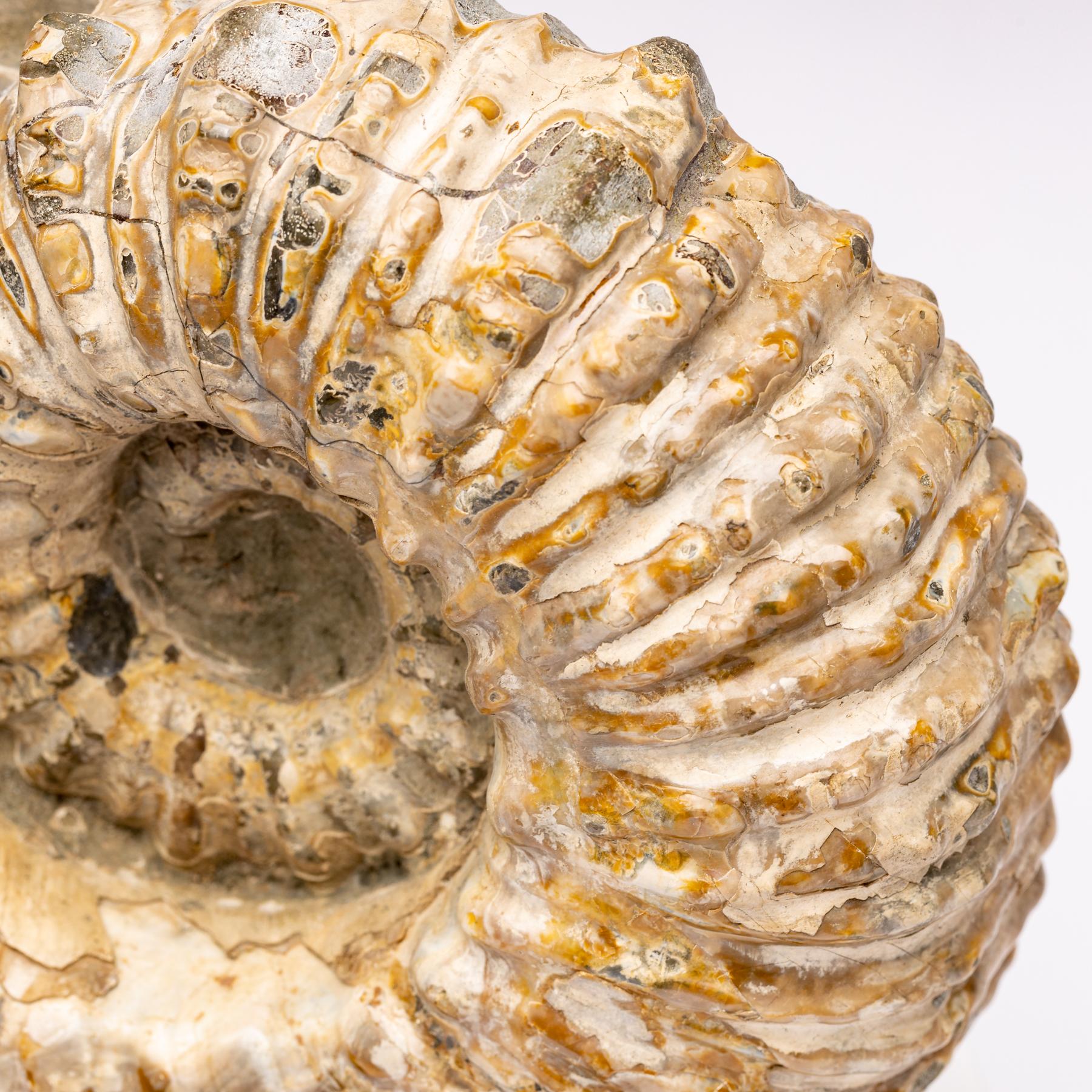 Madagascar Douvilleiceras Ammonite Fossil on Acrylic Base, Cretaceous Period 1