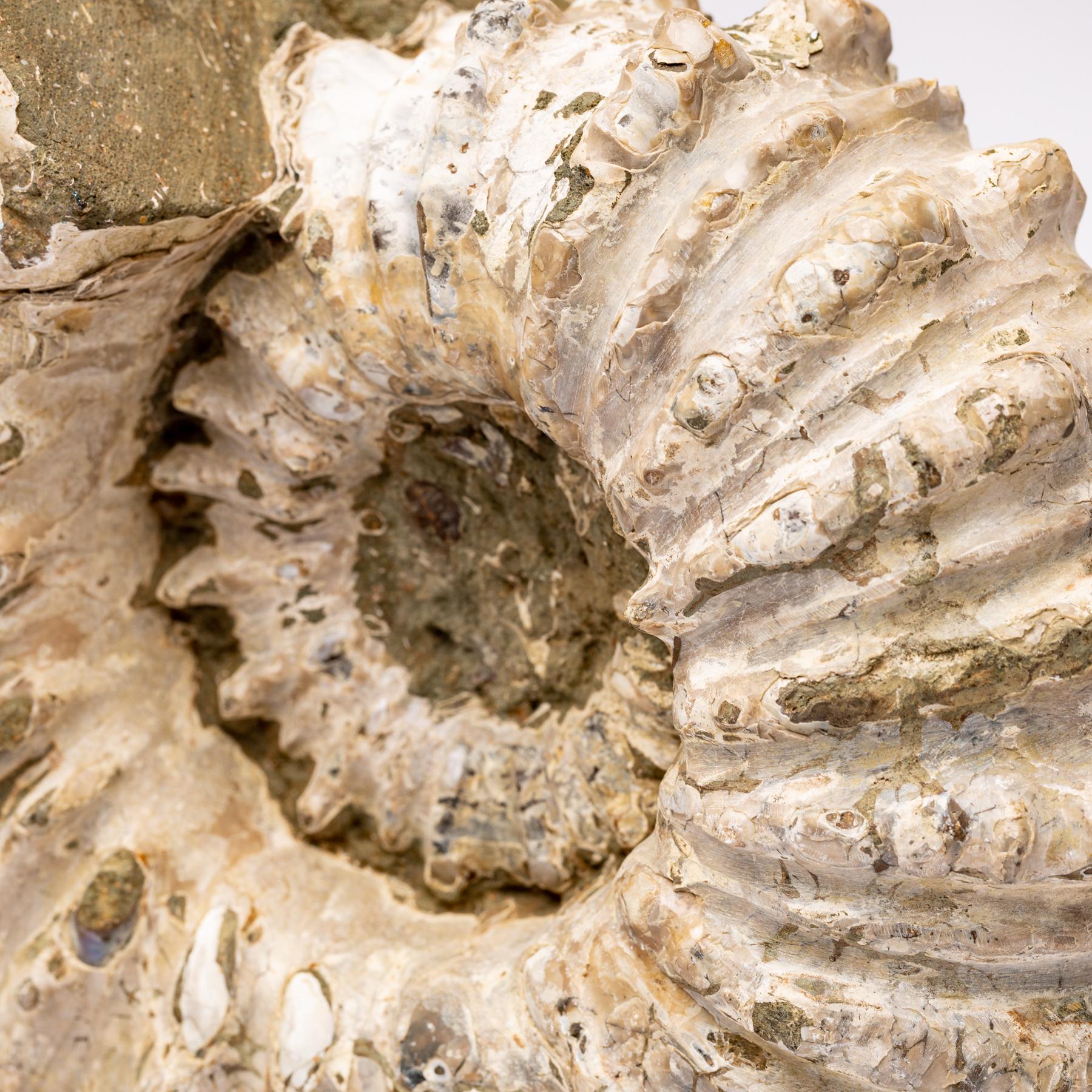 Madagascar Douvilleiceras Ammonite Fossil on Acrylic Base, Cretaceous Period 3