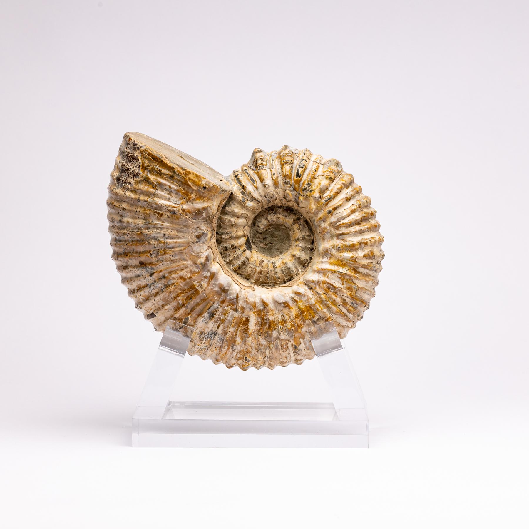 Douvilleiceras Ammonite
Period: Cretaceous 65 - 144 Million years old
Ammonites were squid-like predatory creatures that lived inside spiral-shaped shells. The ammonite shell was constantly developing as they grew, but they only lived in the outer