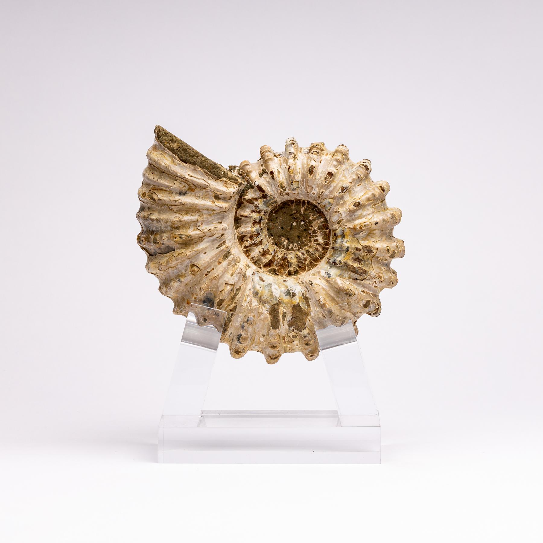 Douvilleiceras Ammonite
Period: Cretaceous 65 - 144 Million years old
Ammonites were squid-like predatory creatures that lived inside spiral-shaped shells. The ammonite shell was constantly developing as they grew, but they only lived in the outer