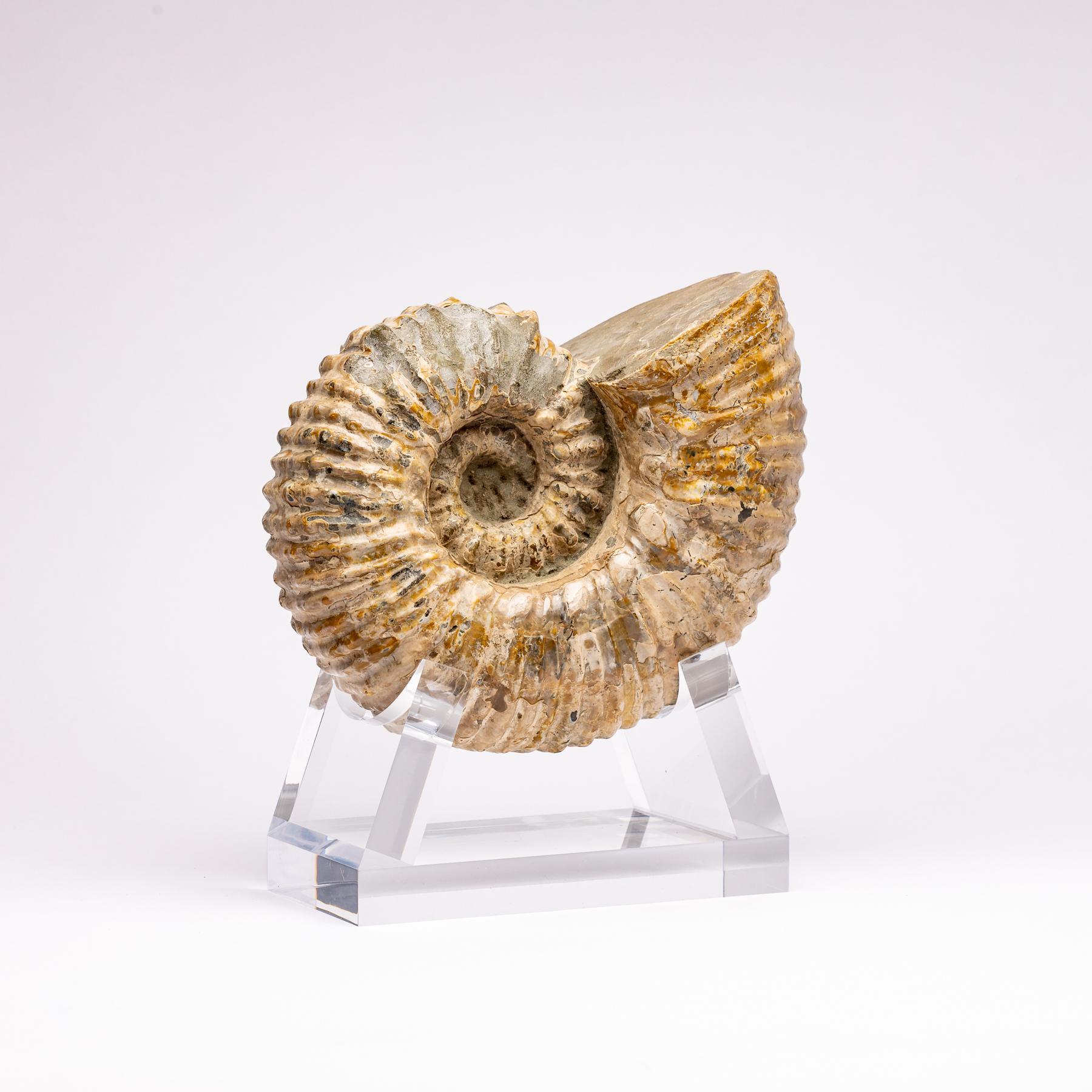 ammonites from madagascar