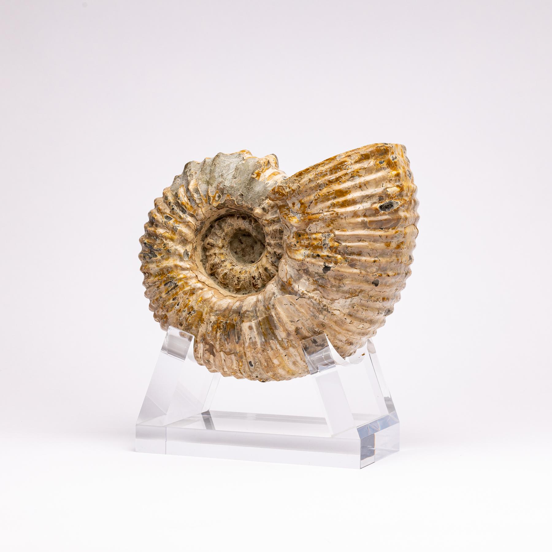 madagascar ammonite fossil