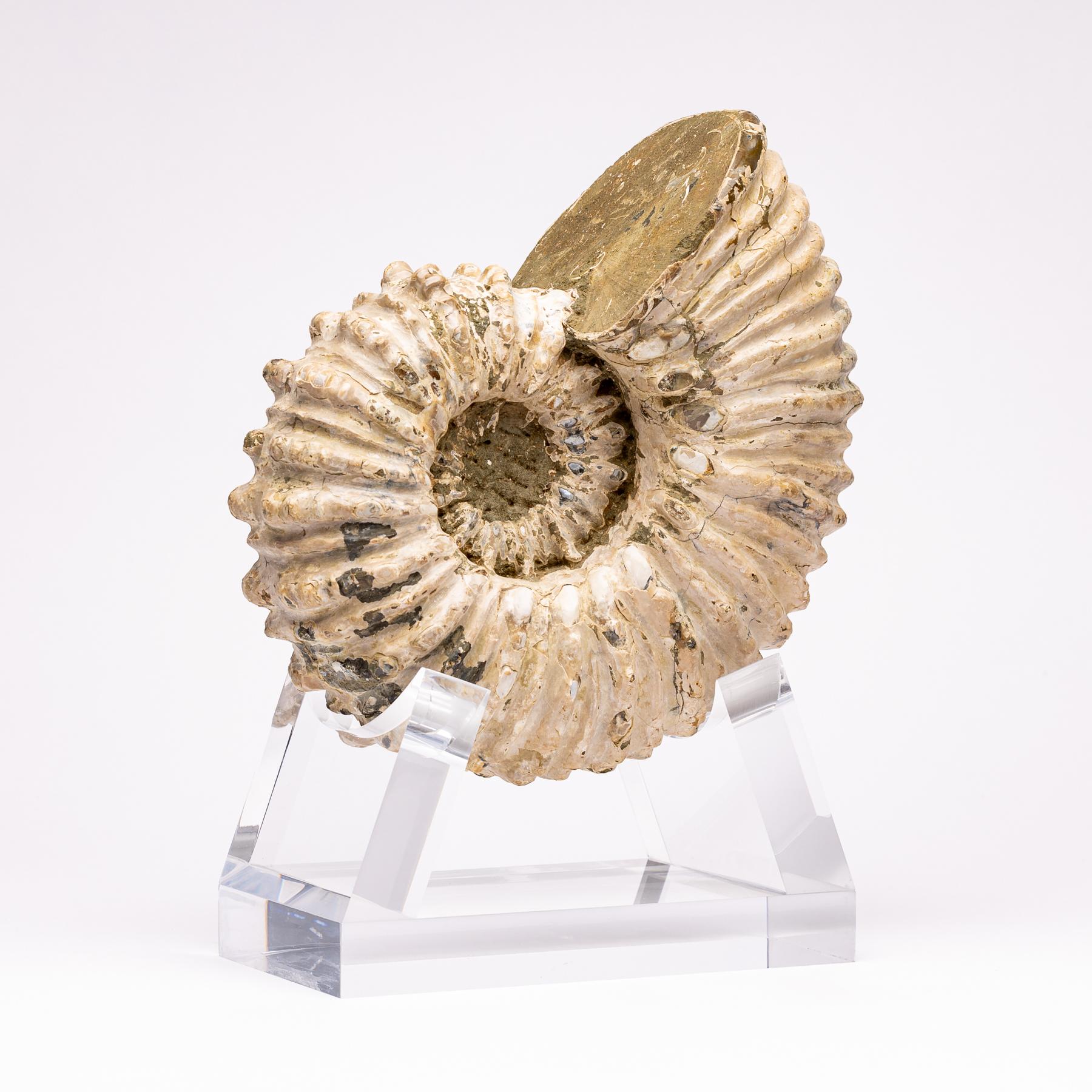 Organic Modern Madagascar Douvilleiceras Ammonite Fossil on Acrylic Base, Cretaceous Period