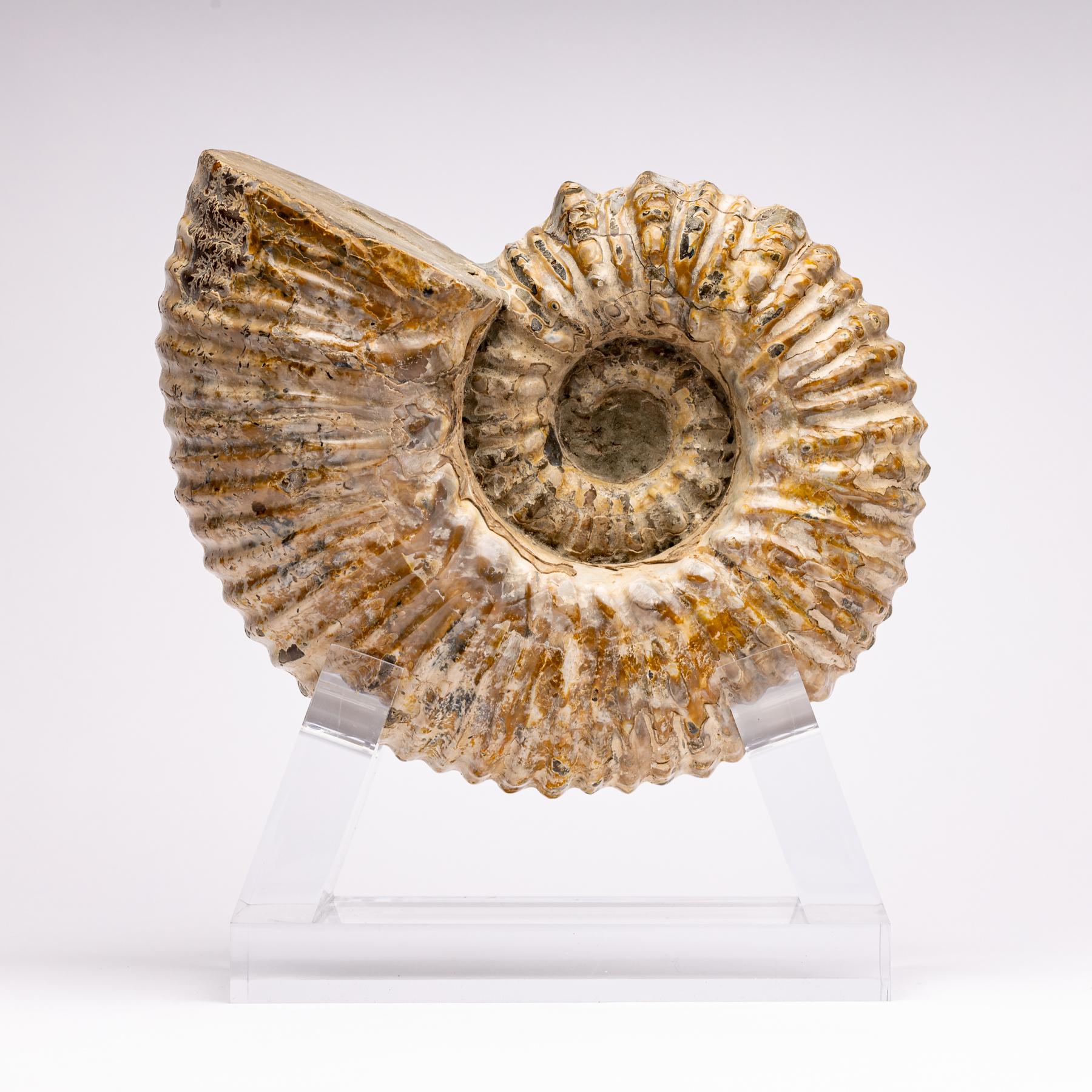 ammonite douvilleiceras