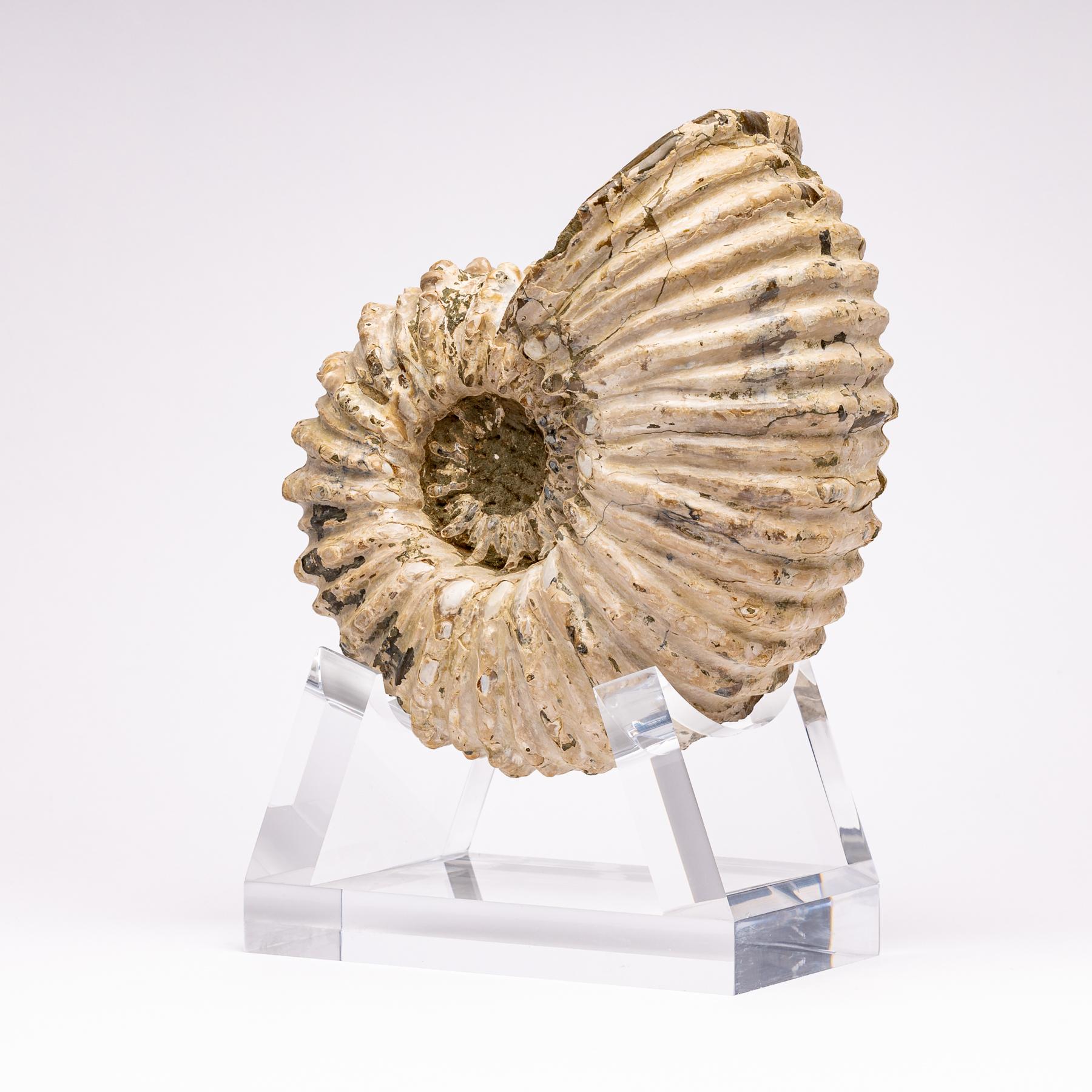 Mexican Madagascar Douvilleiceras Ammonite Fossil on Acrylic Base, Cretaceous Period