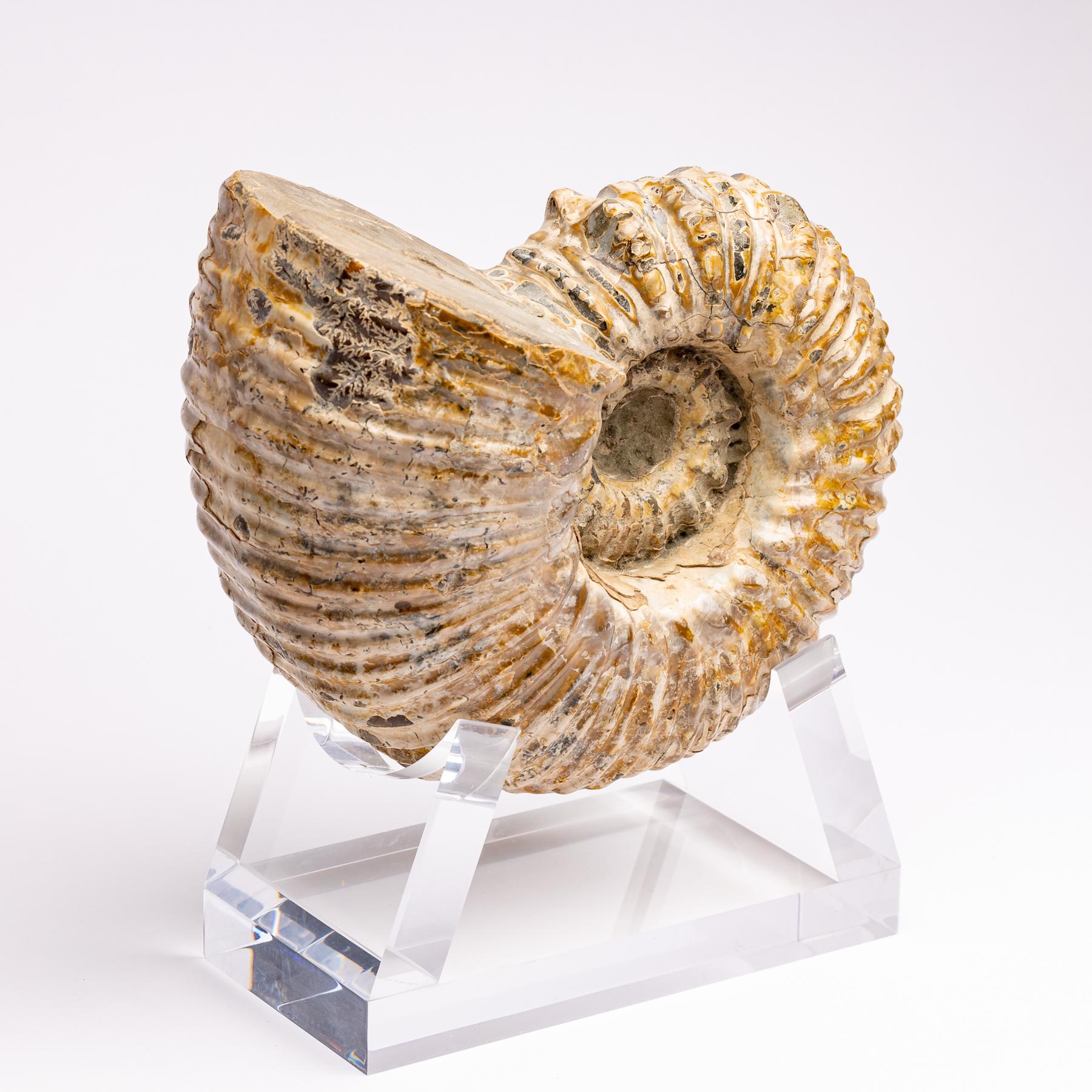 Organic Modern Madagascar Douvilleiceras Ammonite Fossil on Acrylic Base, Cretaceous Period