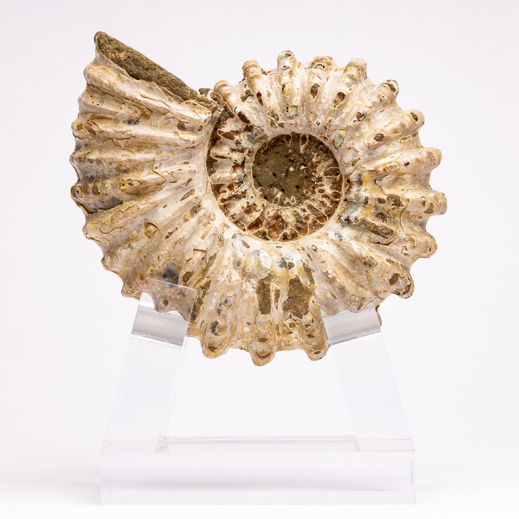 Contemporary Madagascar Douvilleiceras Ammonite Fossil on Acrylic Base, Cretaceous Period
