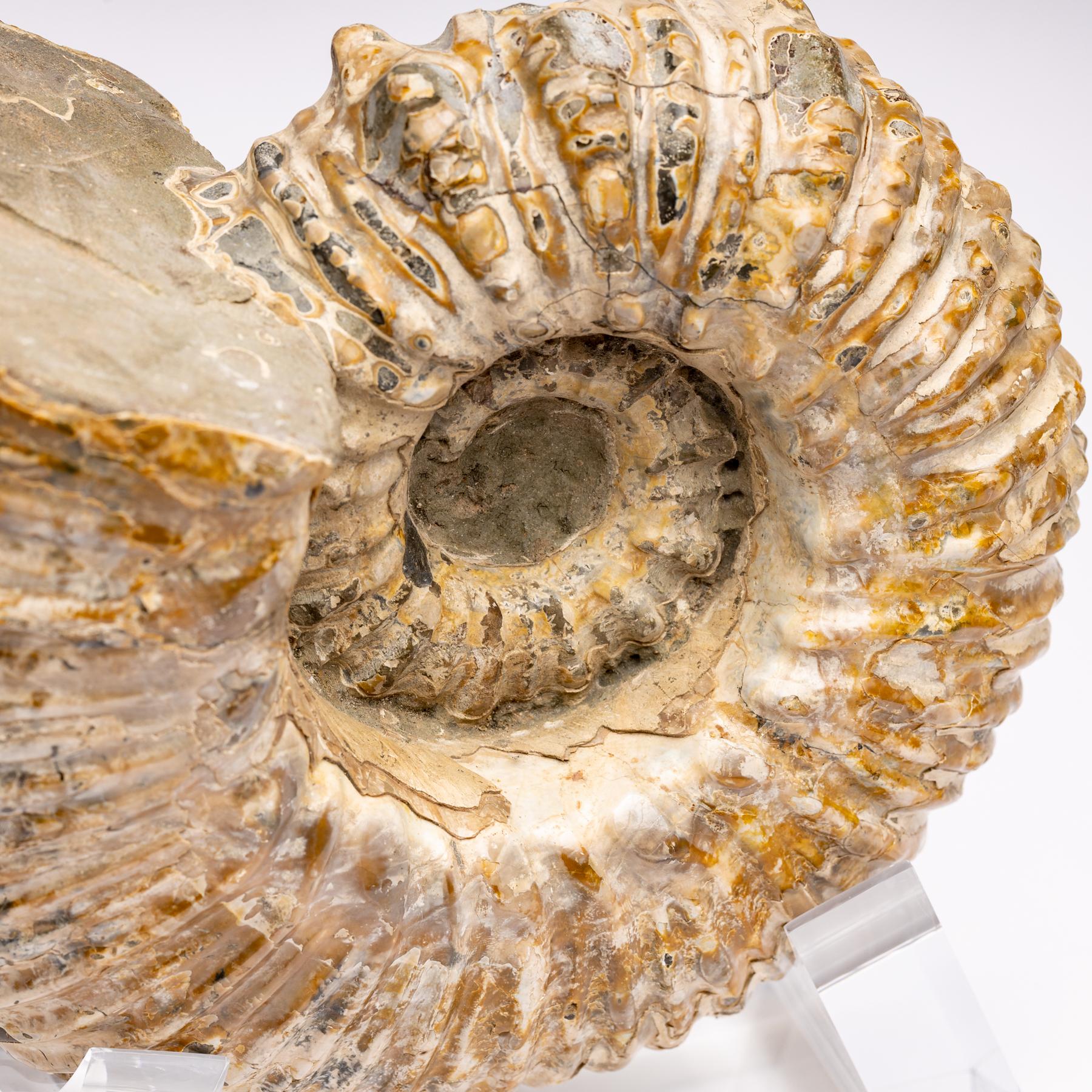 Mexican Madagascar Douvilleiceras Ammonite Fossil on Acrylic Base, Cretaceous Period