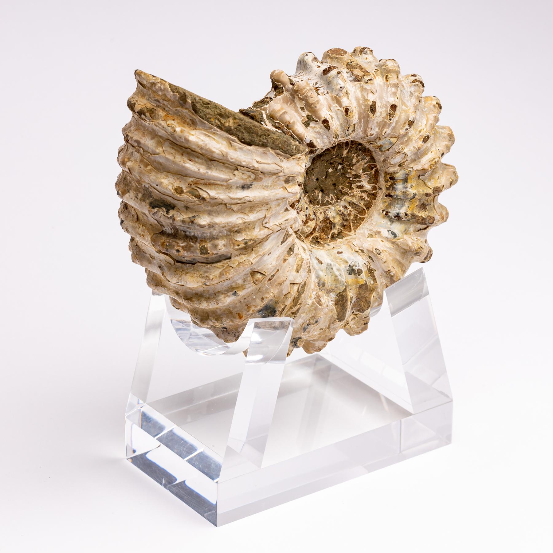 Madagascar Douvilleiceras Ammonite Fossil on Acrylic Base, Cretaceous Period 1