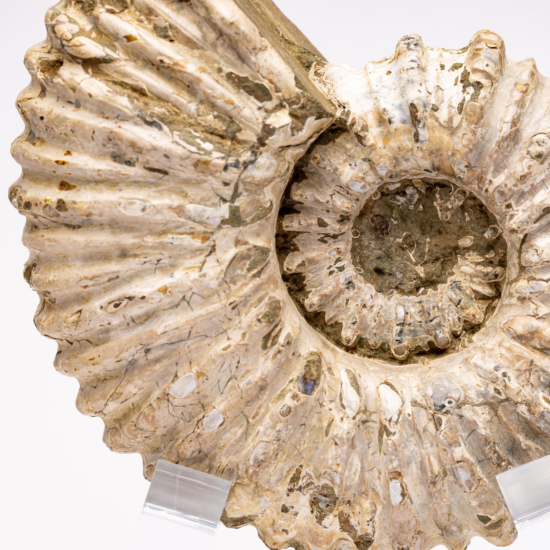 Madagascar Douvilleiceras Ammonite Fossil on Acrylic Base, Cretaceous Period 1