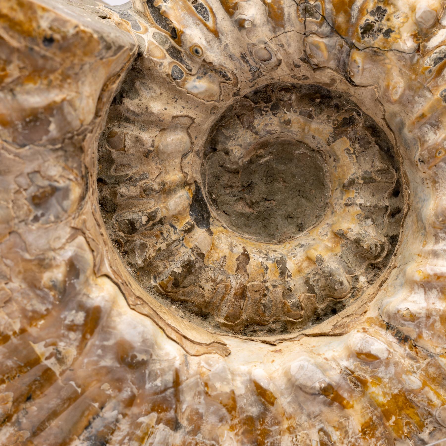 Contemporary Madagascar Douvilleiceras Ammonite Fossil on Acrylic Base, Cretaceous Period