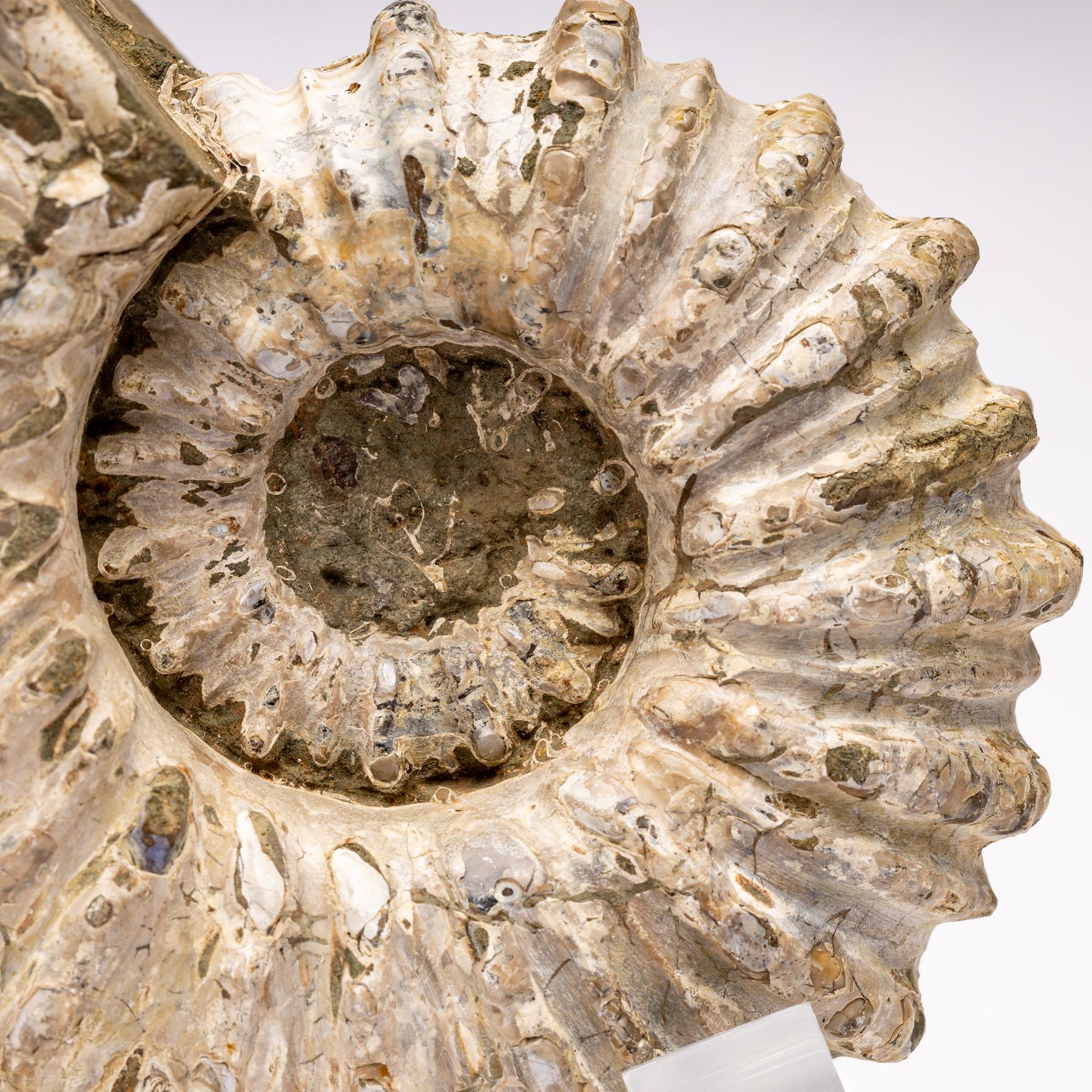 Madagascar Douvilleiceras Ammonite Fossil on Acrylic Base, Cretaceous Period 2