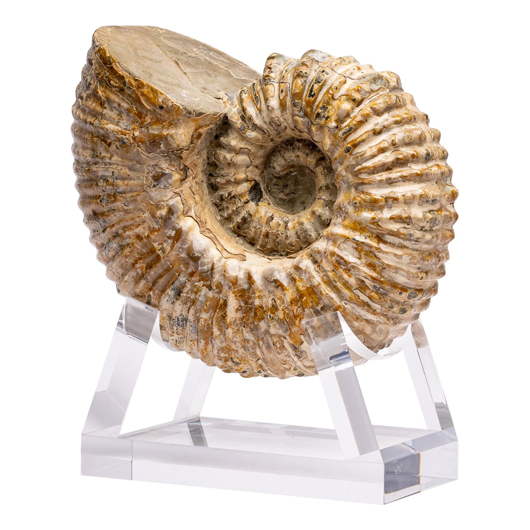 Madagascar Douvilleiceras Ammonite Fossil on Acrylic Base, Cretaceous Period