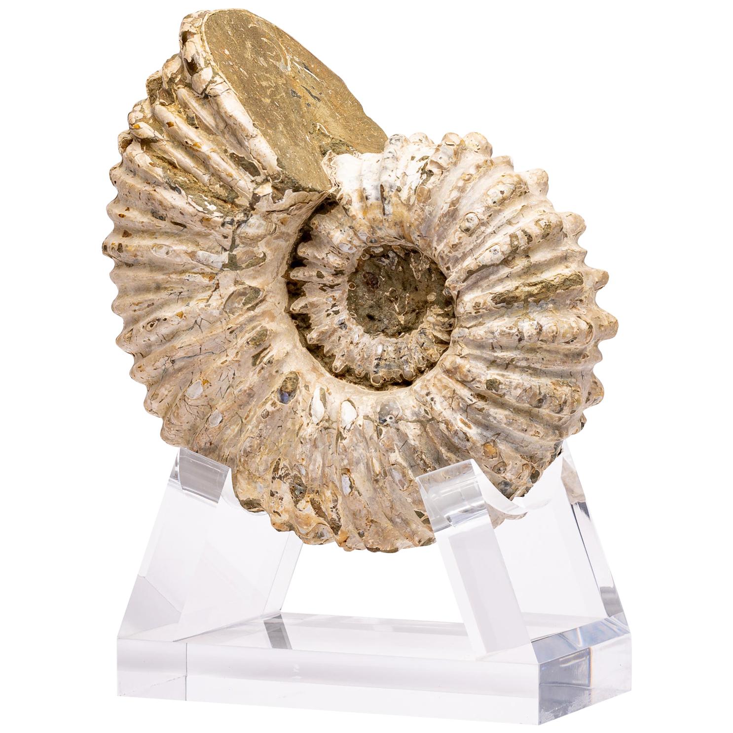 Madagascar Douvilleiceras Ammonite Fossil on Acrylic Base, Cretaceous Period