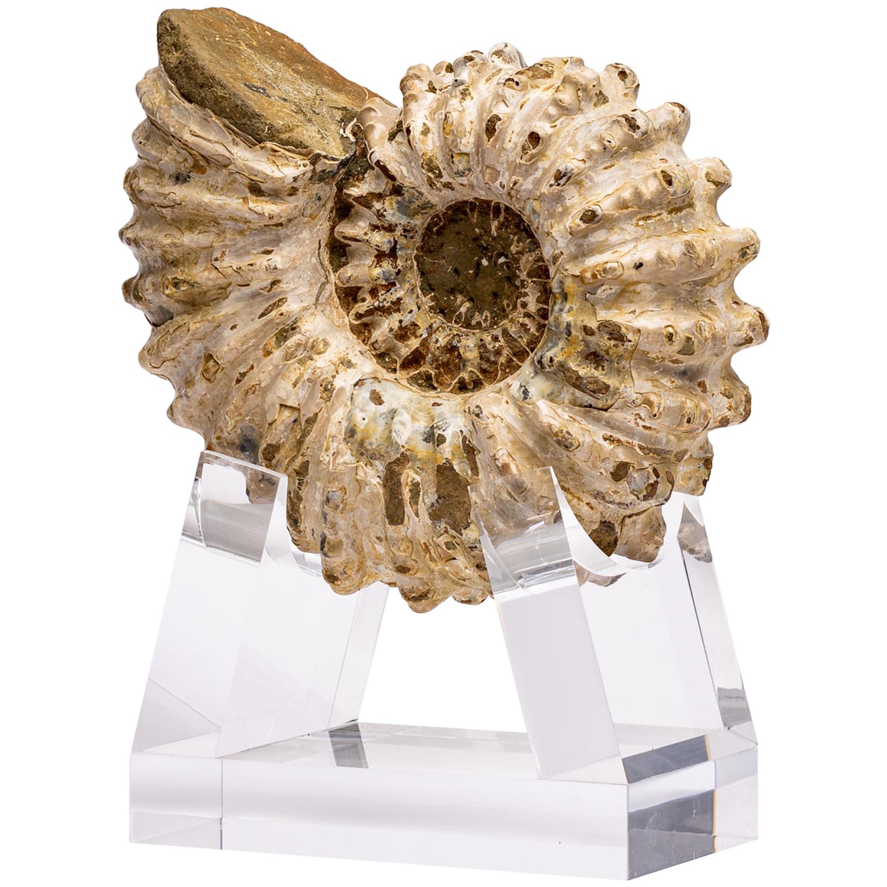 Madagascar Douvilleiceras Ammonite Fossil on Acrylic Base, Cretaceous Period