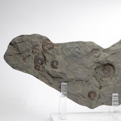 Madagascar Fossil Iridescent Ammonites on Acrylic Stand, Cretaceous Period