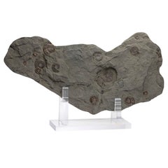 Madagascar Fossil Iridescent Ammonites on Acrylic Stand, Cretaceous Period