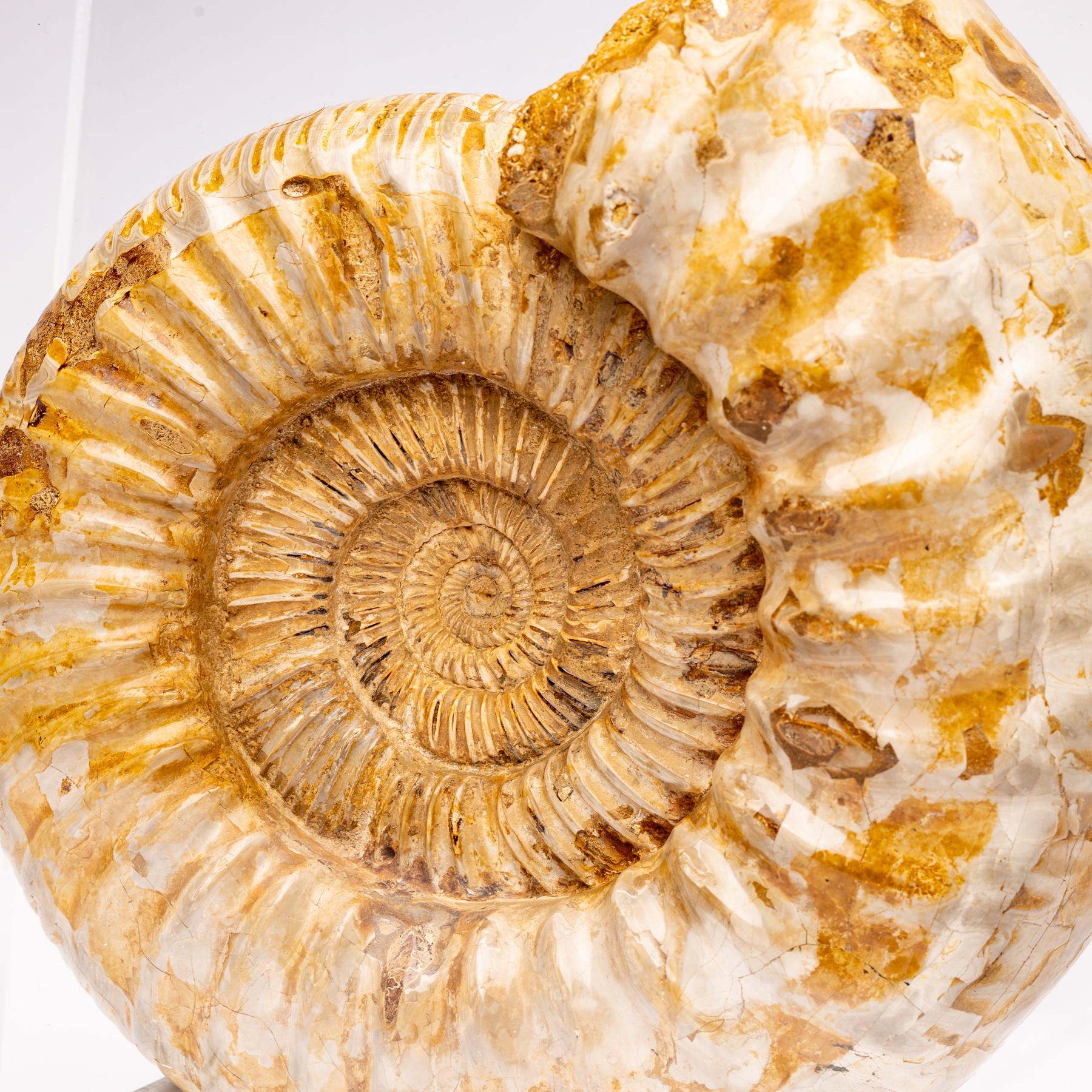 Madagascar Perisphinctes Fossil Ammonite on Acrylic Stand, Jurassic Period 4