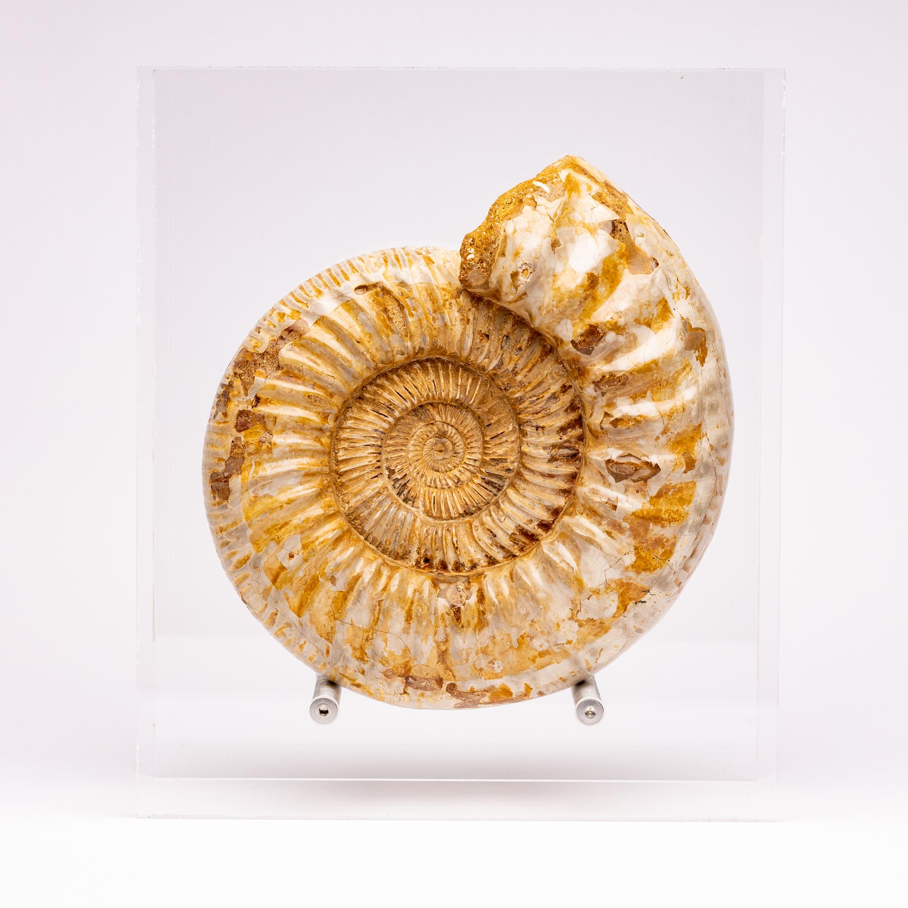 Perisphinctes Ammonite
Period: Jurassic 163 - 145 Million years ago.
These ammonites could grow from anywhere between 10 mm to over a meter in diameter, making them among the largest of the ammonites.
Ammonites were squid-like predatory creatures