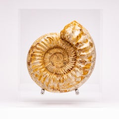 Madagascar Perisphinctes Fossil Ammonite on Acrylic Stand, Jurassic Period