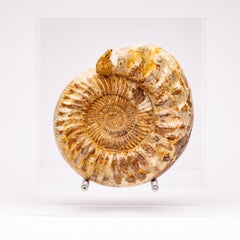 Madagaskar Perisphinctes Fossiler Ammonit auf Acrylständer:: Jurazeit