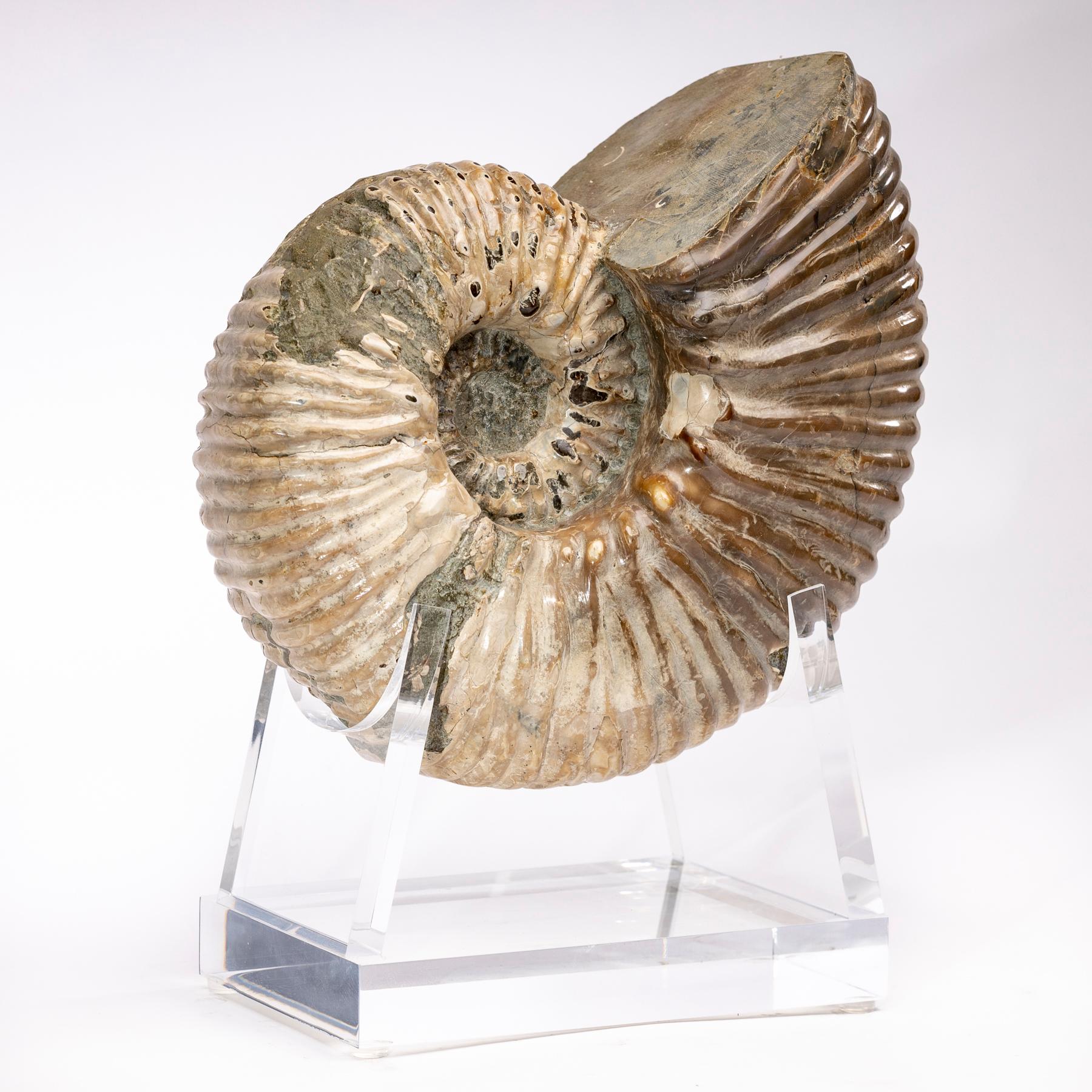 Perisphinctes Ammonite
Period: Jurassic 163-145 Million years ago.
These ammonites could grow from anywhere between 10 mm to over a meter in diameter, making them among the largest of the ammonites.
Ammonites were squid-like predatory creatures