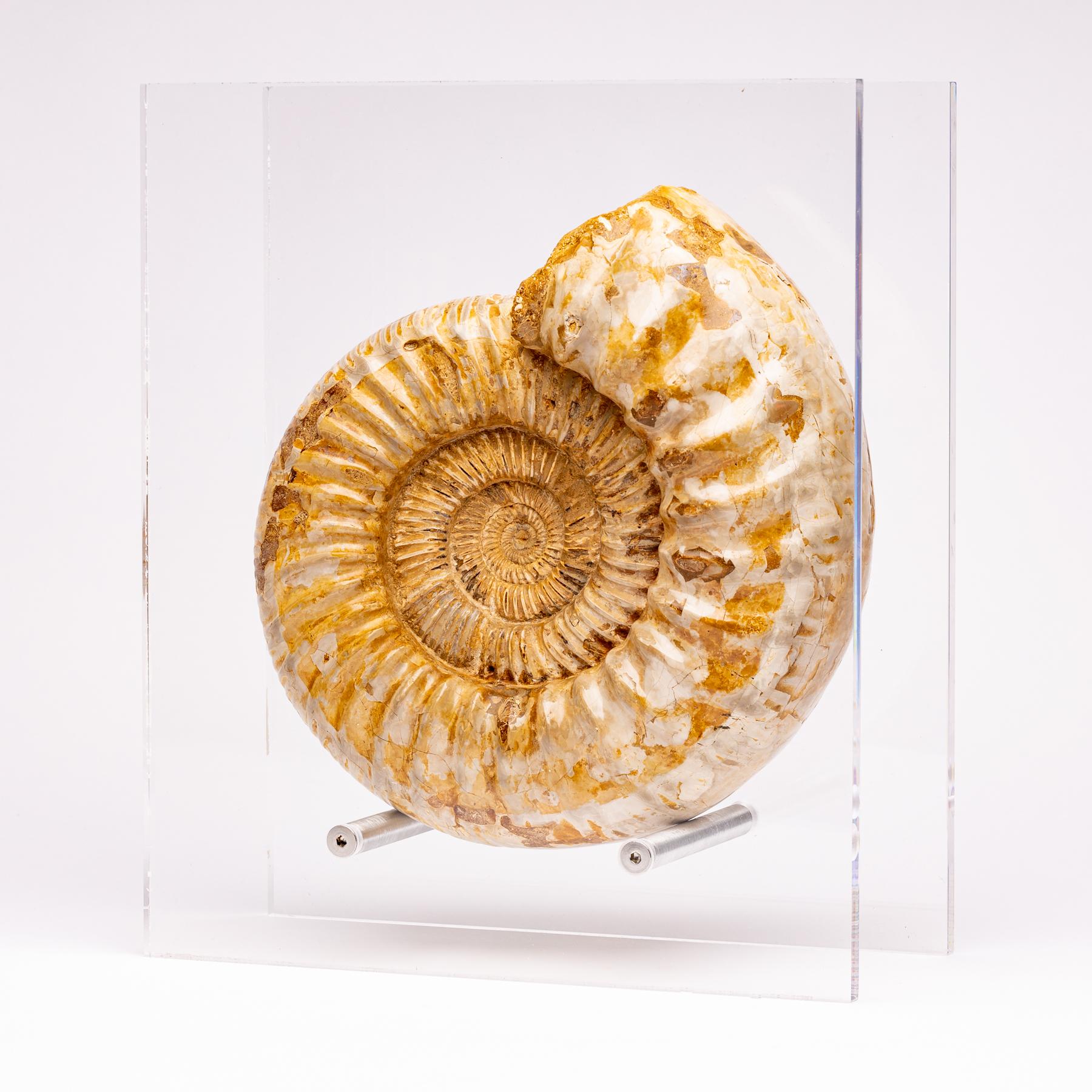 Organic Modern Madagascar Perisphinctes Fossil Ammonite on Acrylic Stand, Jurassic Period